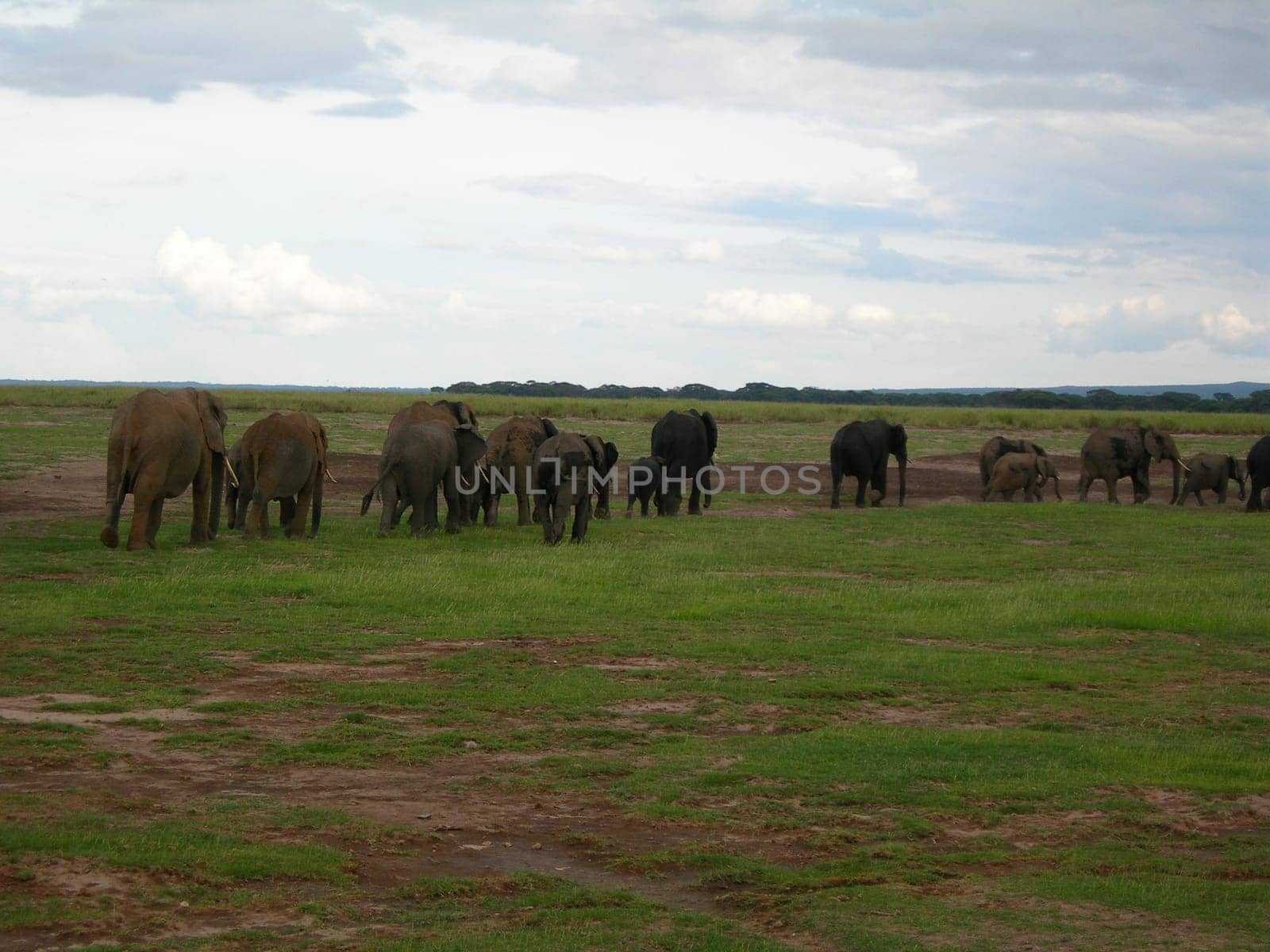 Elephants