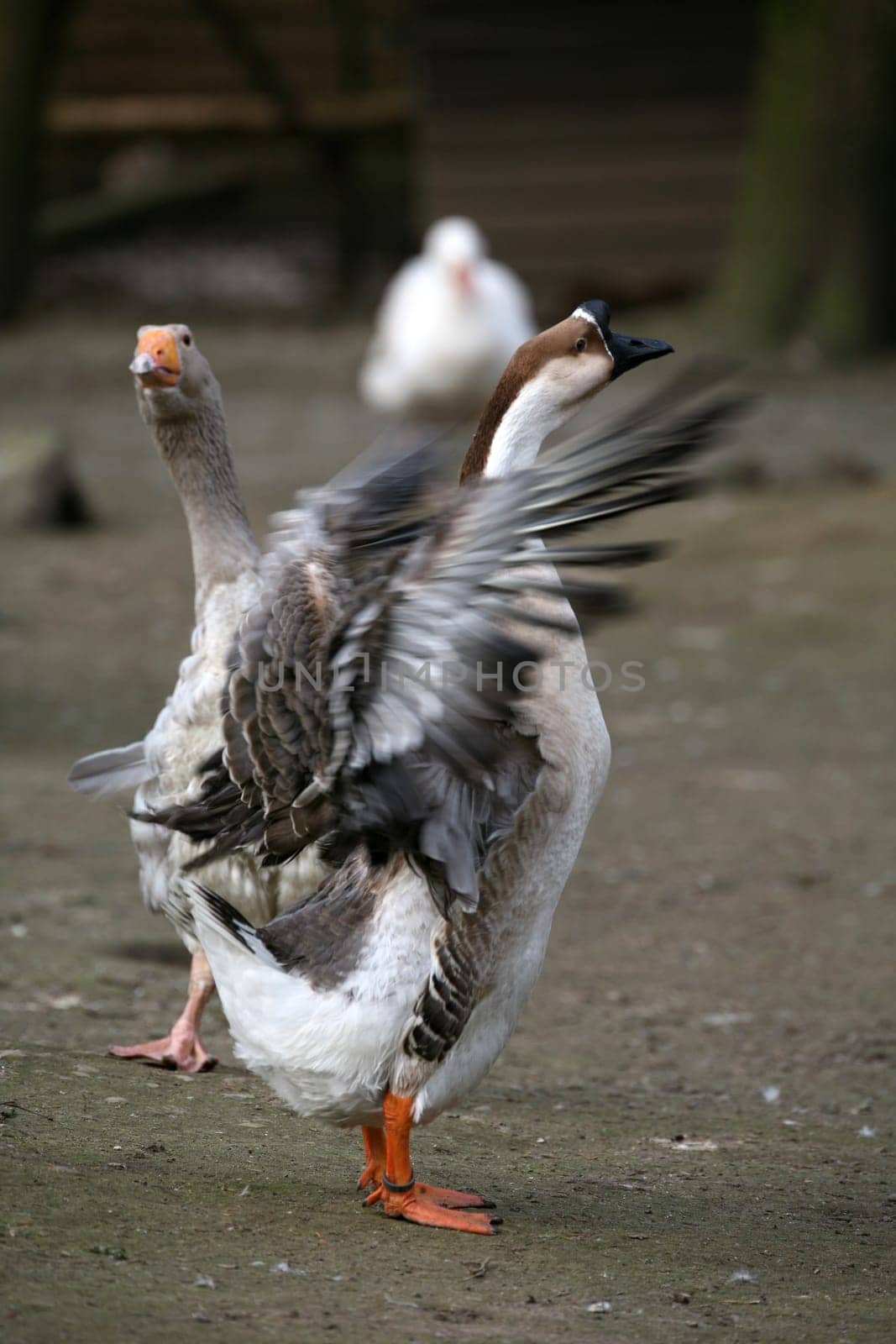 Free-range poultry