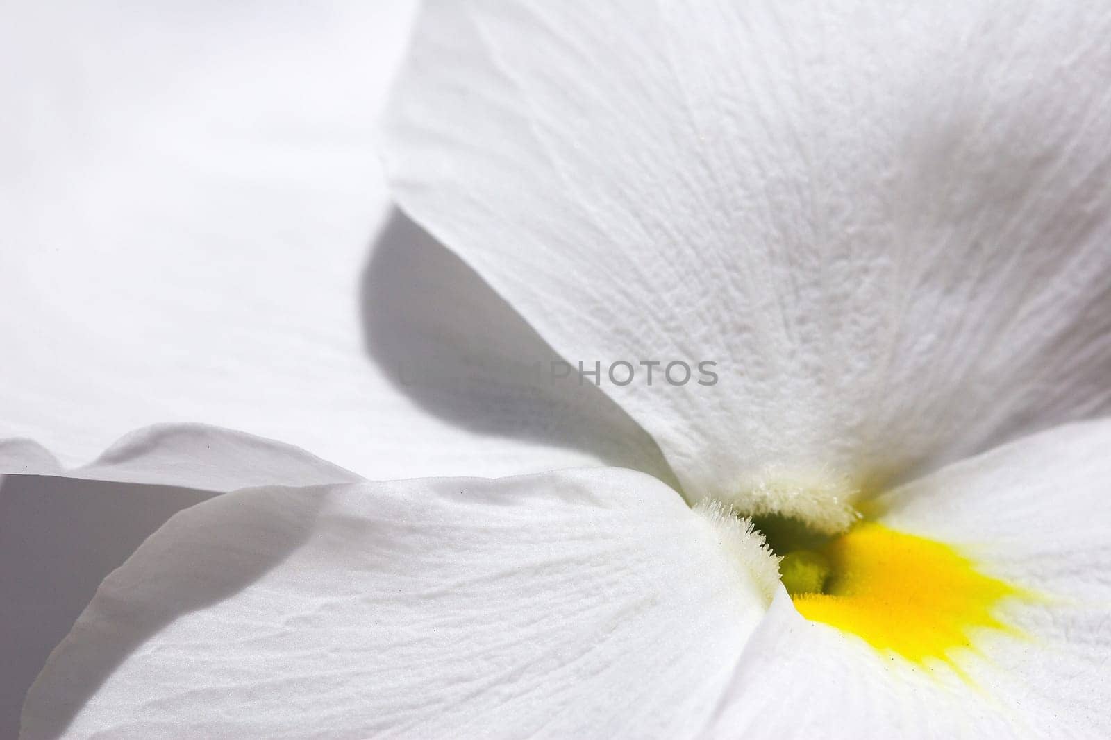Brilliant white