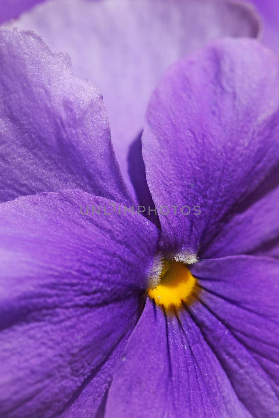 Fragrant violets