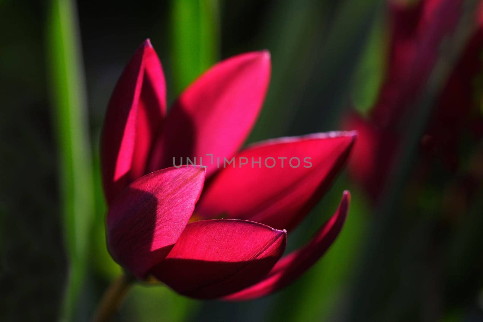 Wild tulips
