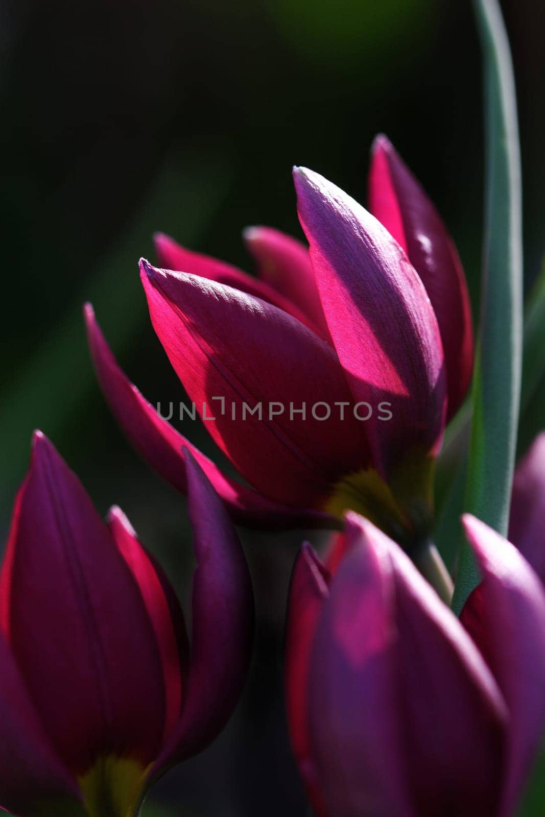 Wild tulips
