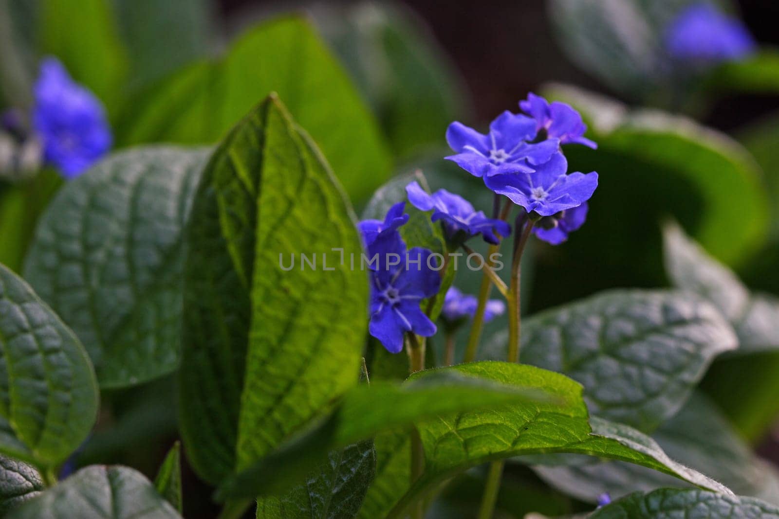 Forget-me-not