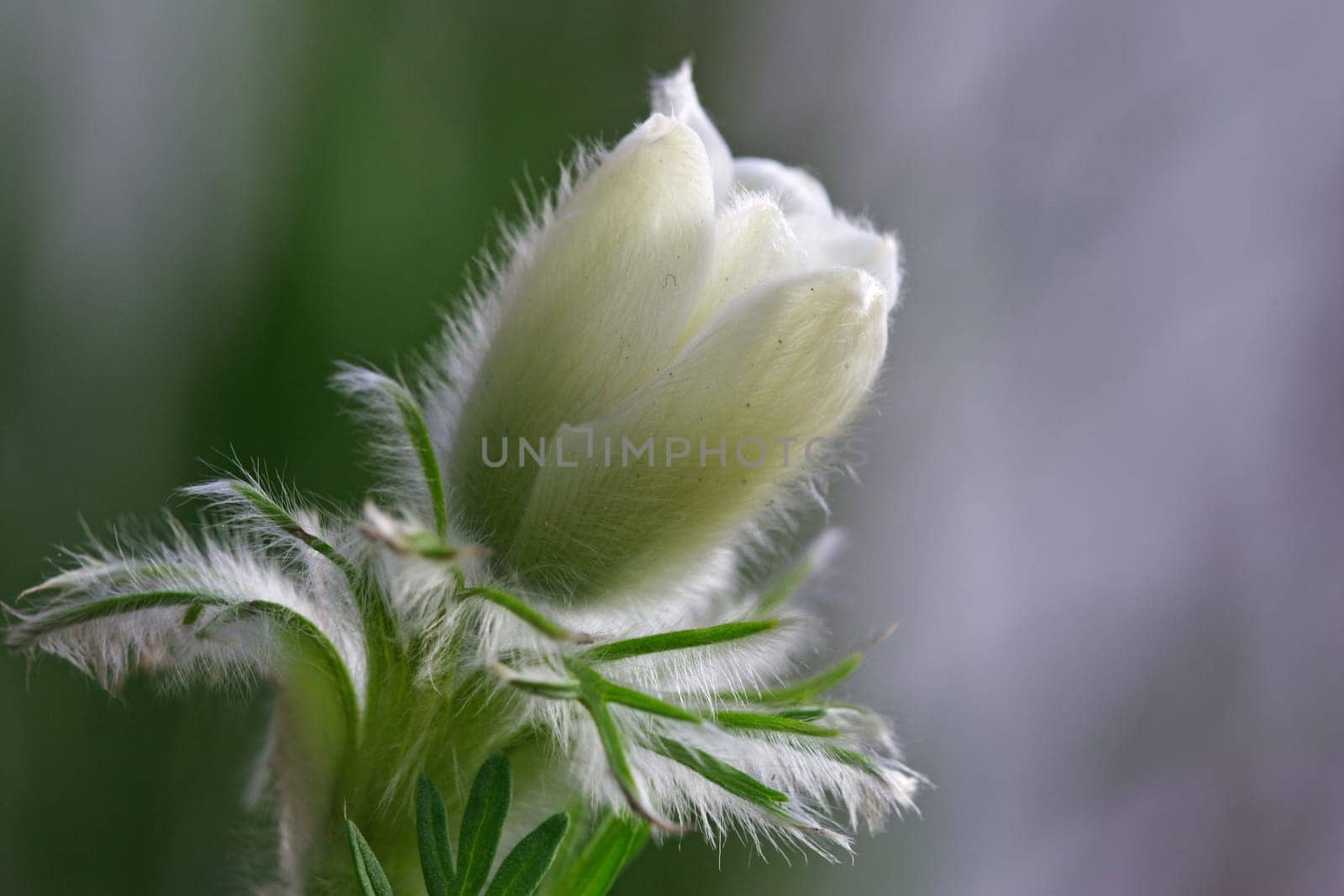 Pulsatilla Vulgaris