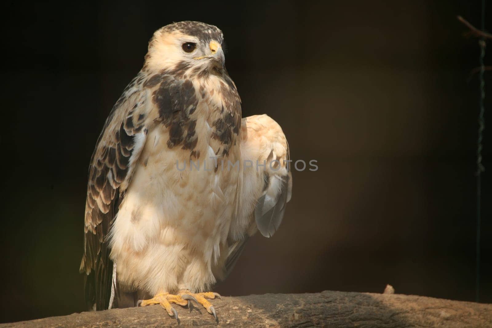 Buteo buteo