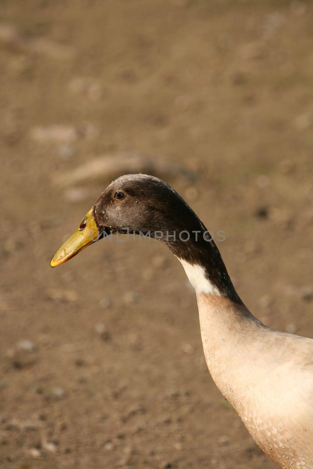 Anas platyrhynchos