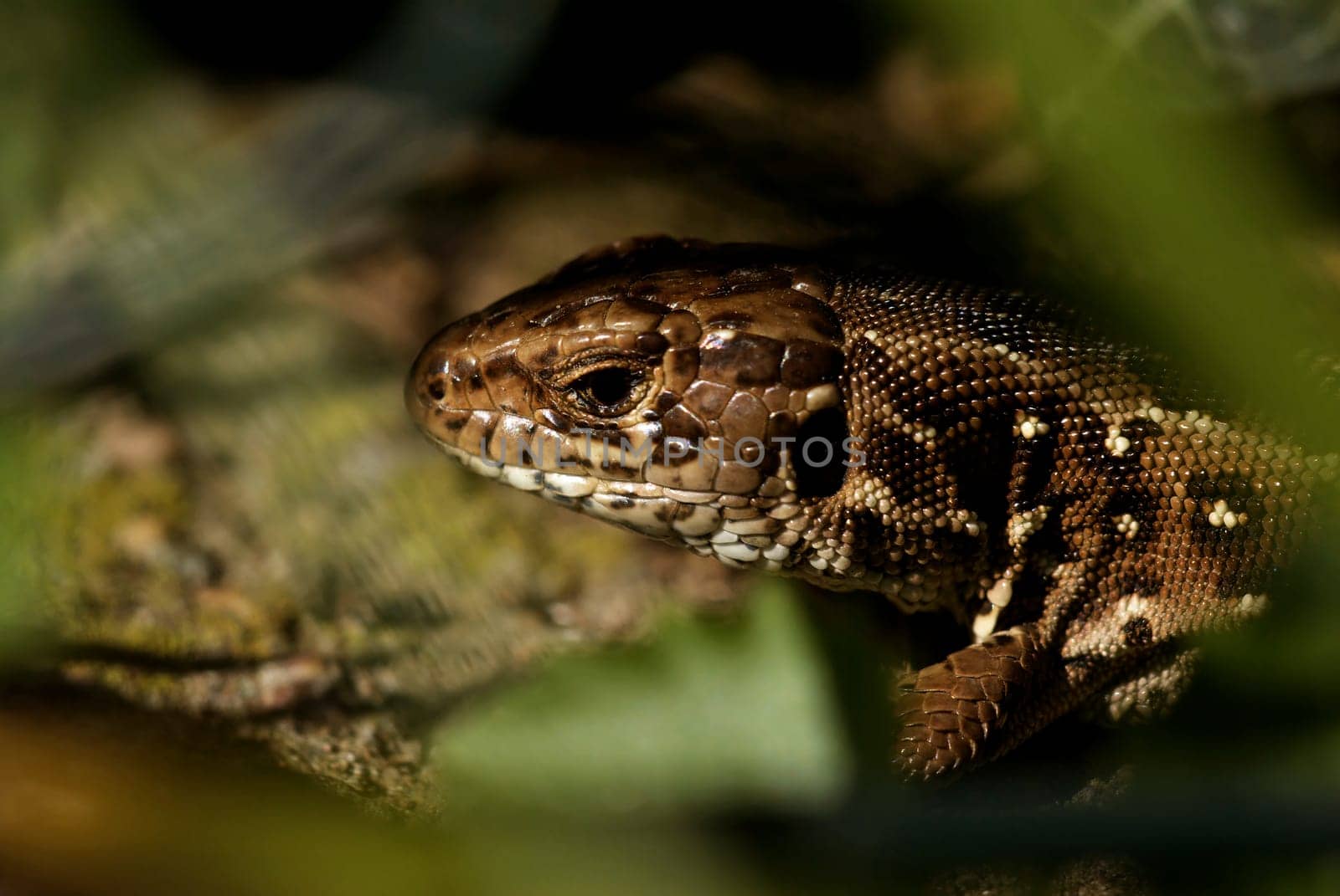 Wall lizard