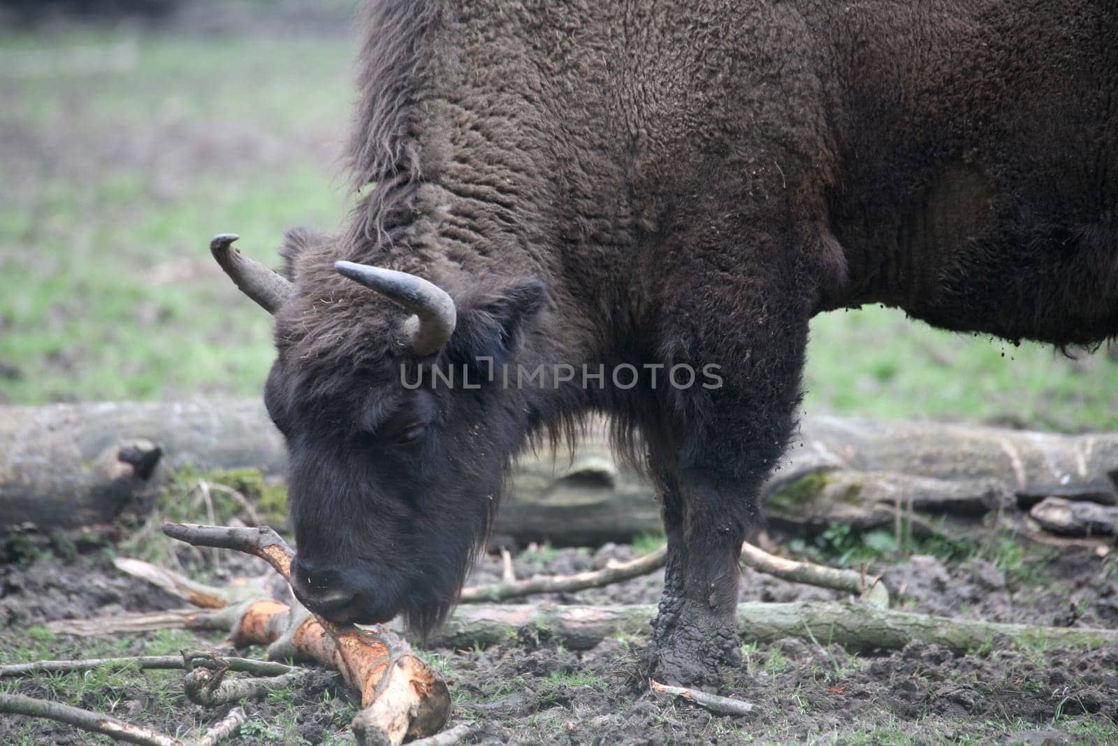 Powerful primeval animal