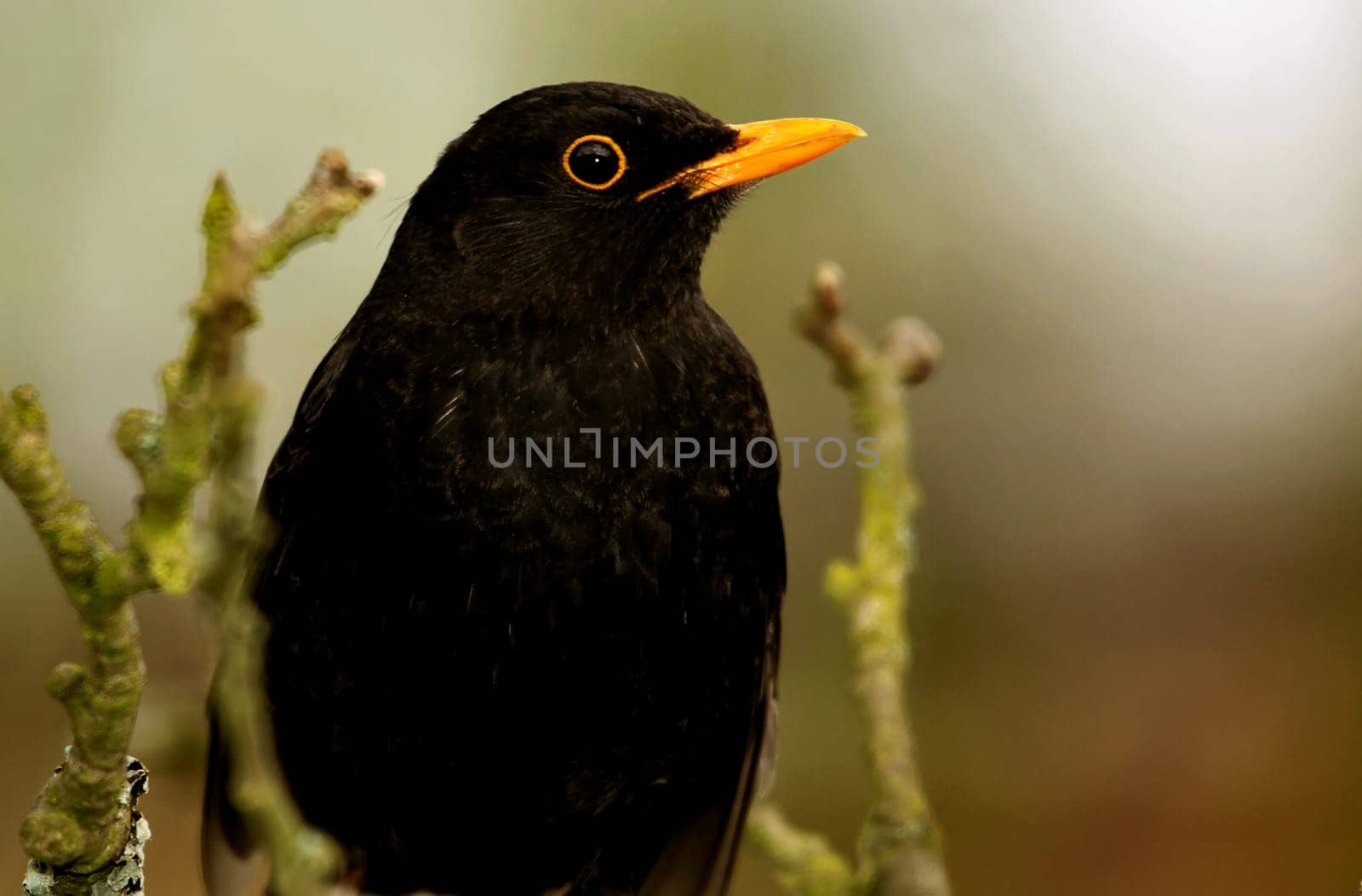 Blackbird