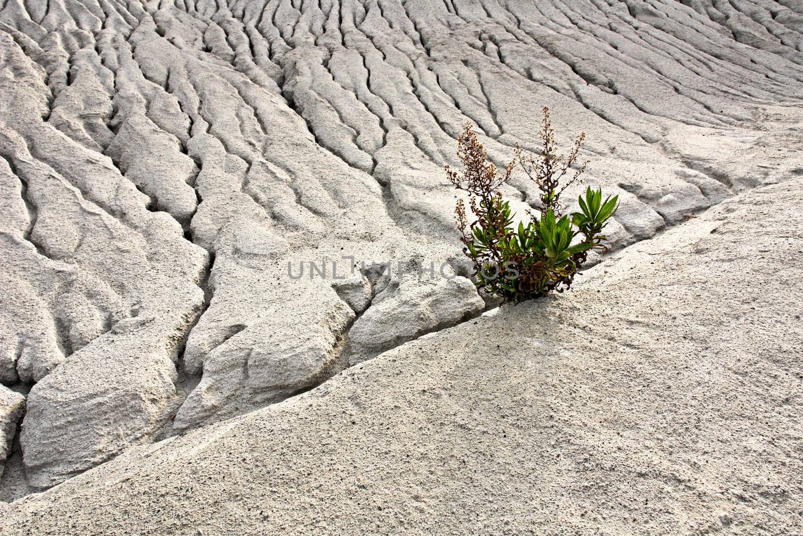 Resistance of a single pioneer plant in the spoil heaps of the pumice mine on Lipari / Sicily.