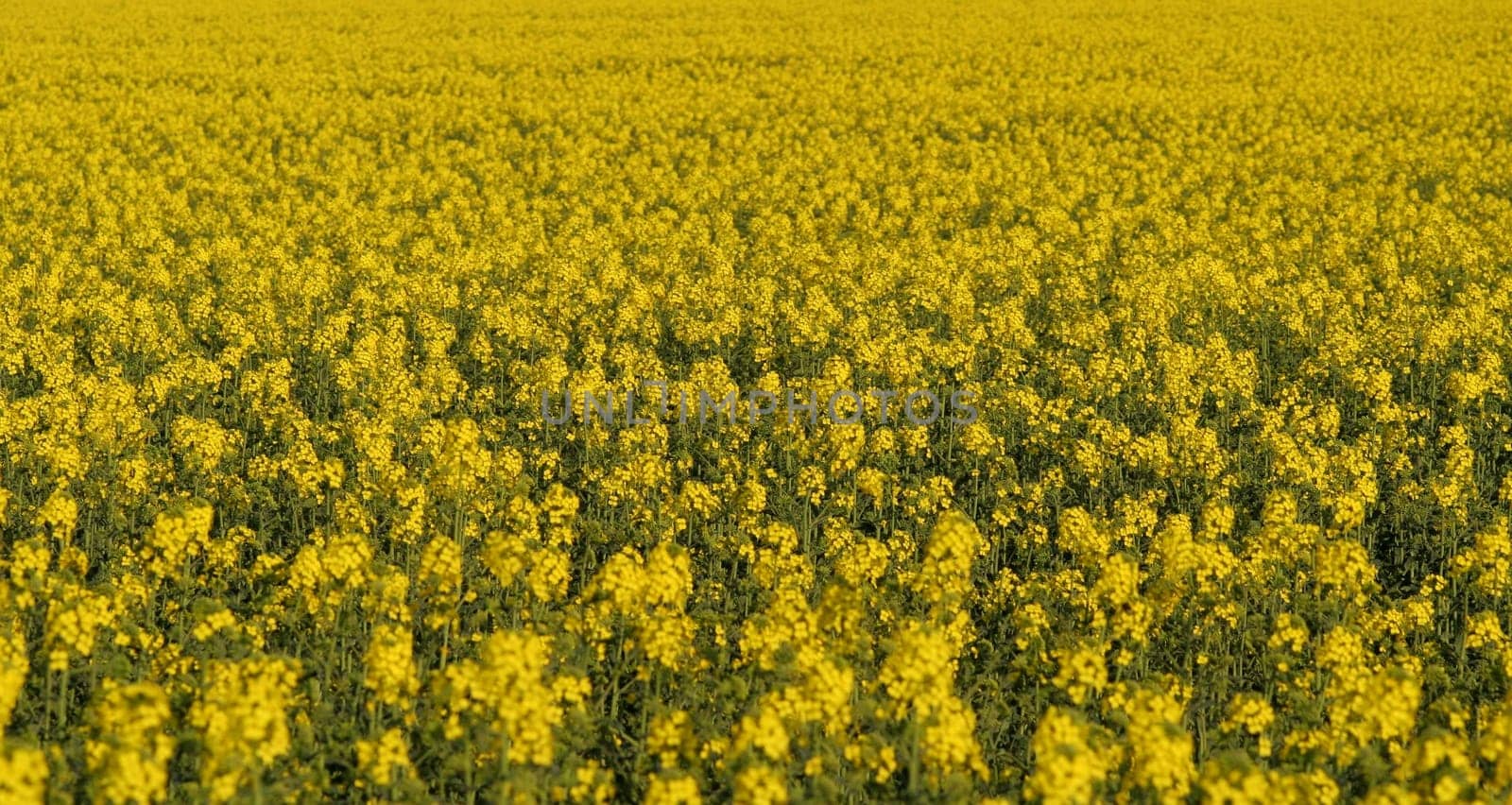 Rapeseed....