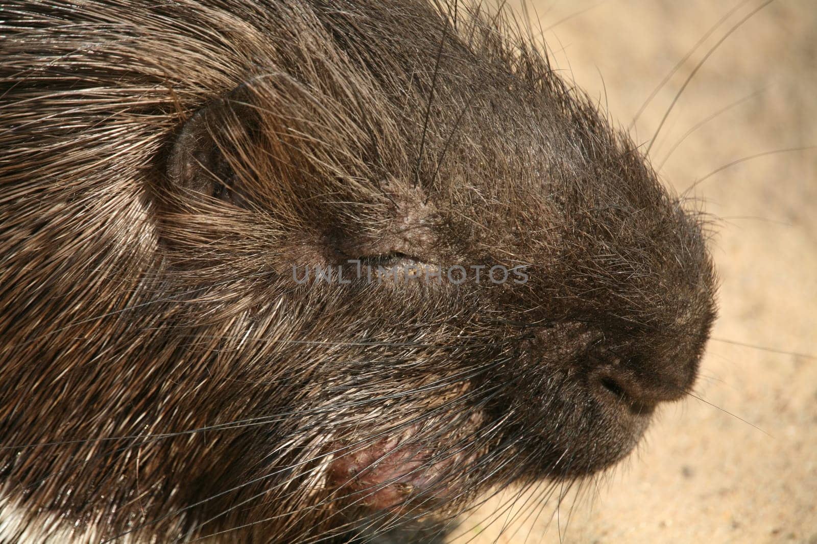 Porcupine (Hystricidae)