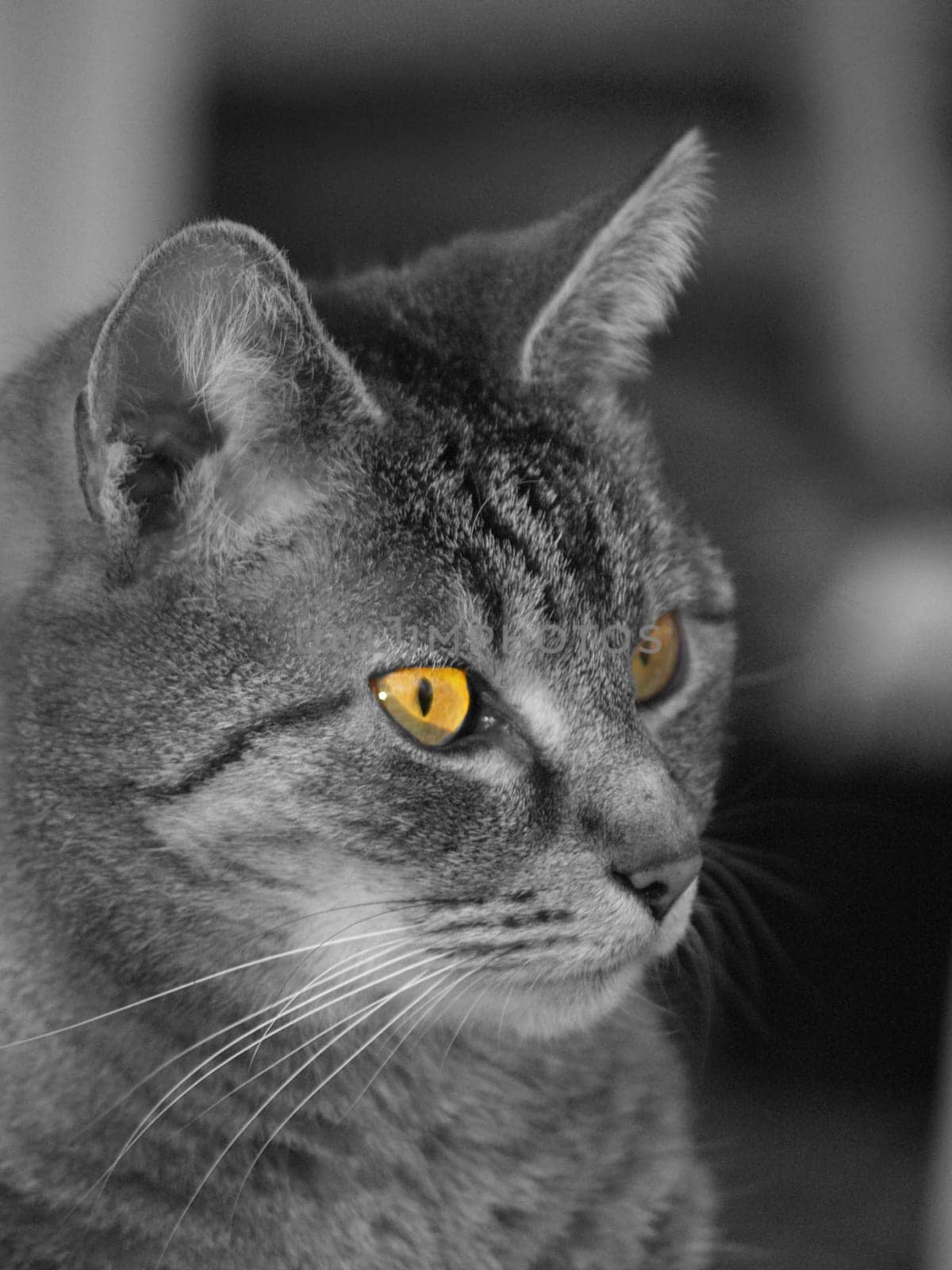 Cat in grey