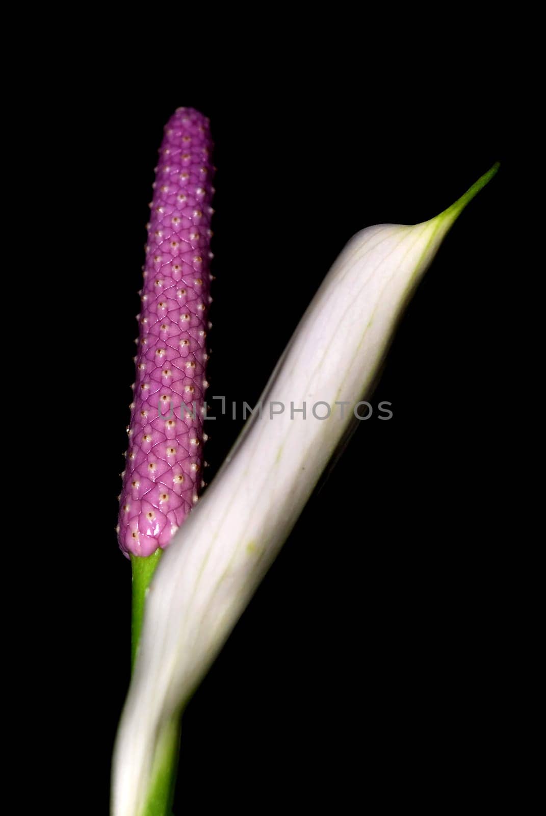 Bromeliad