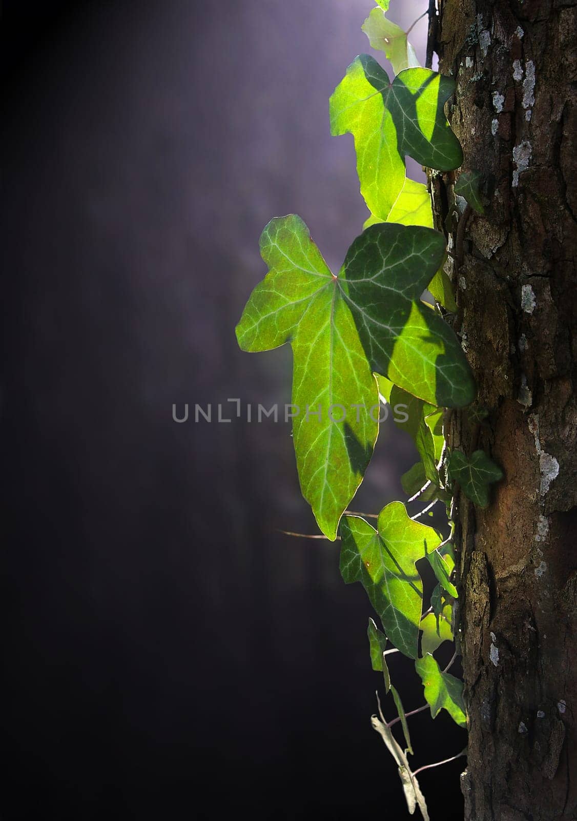IVY