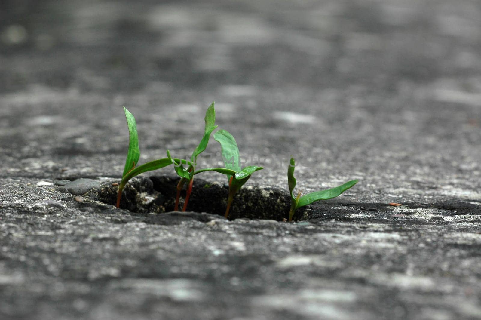 young plants