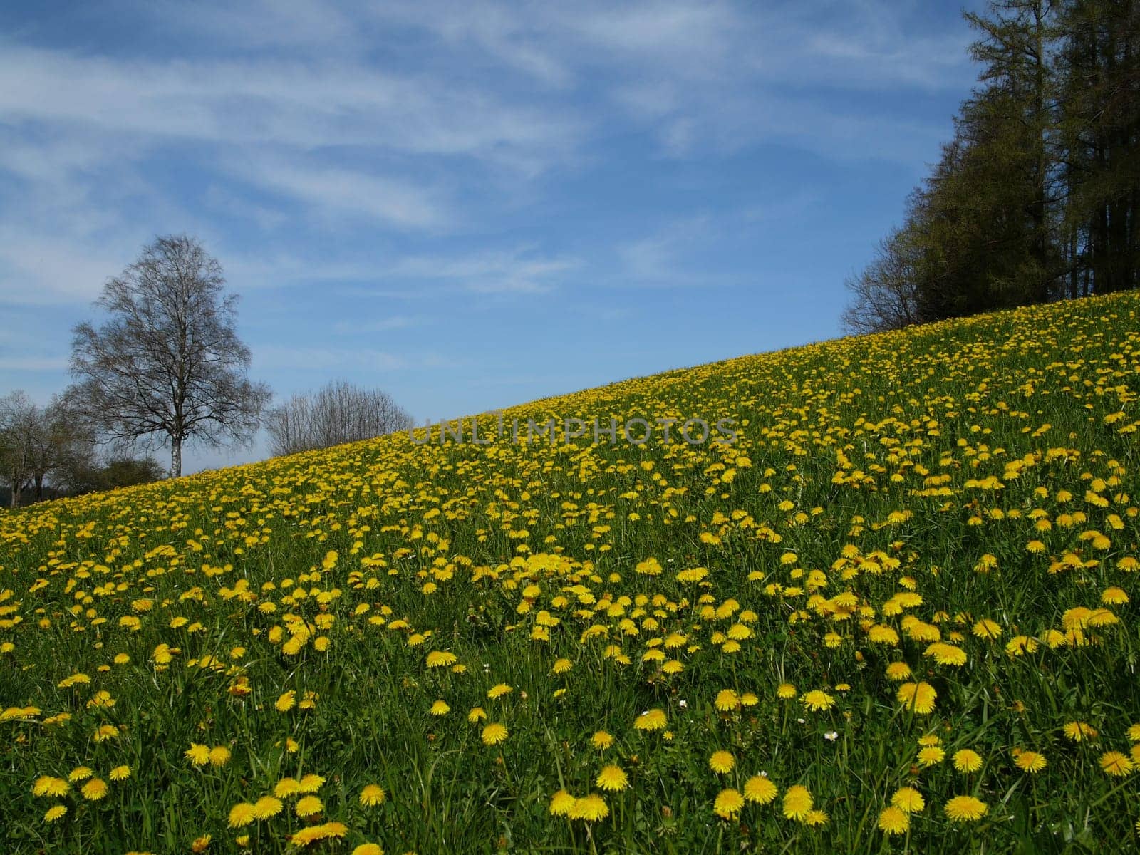 Dandelion meadow