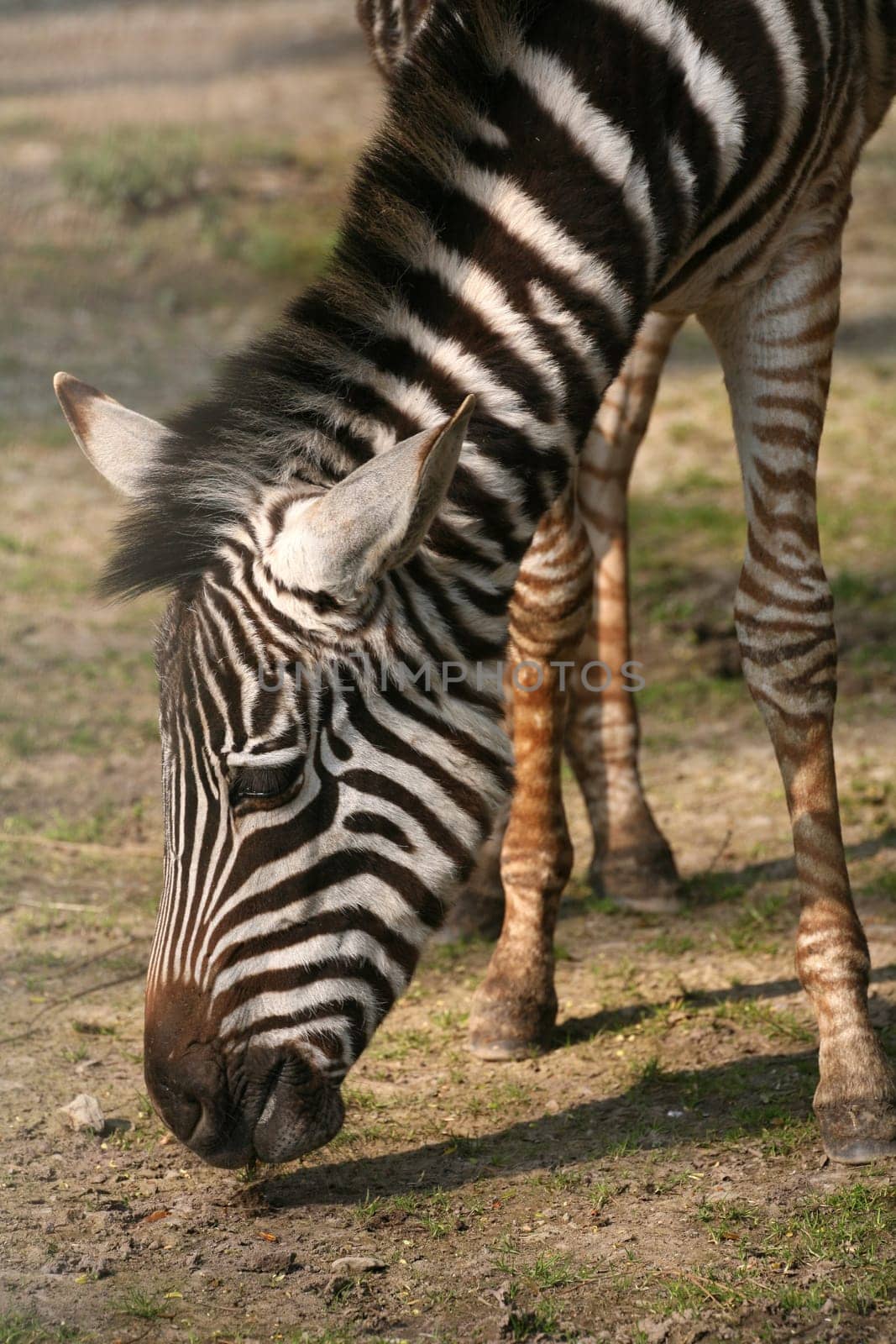 Grant's zebra (Equus burchelli granti)