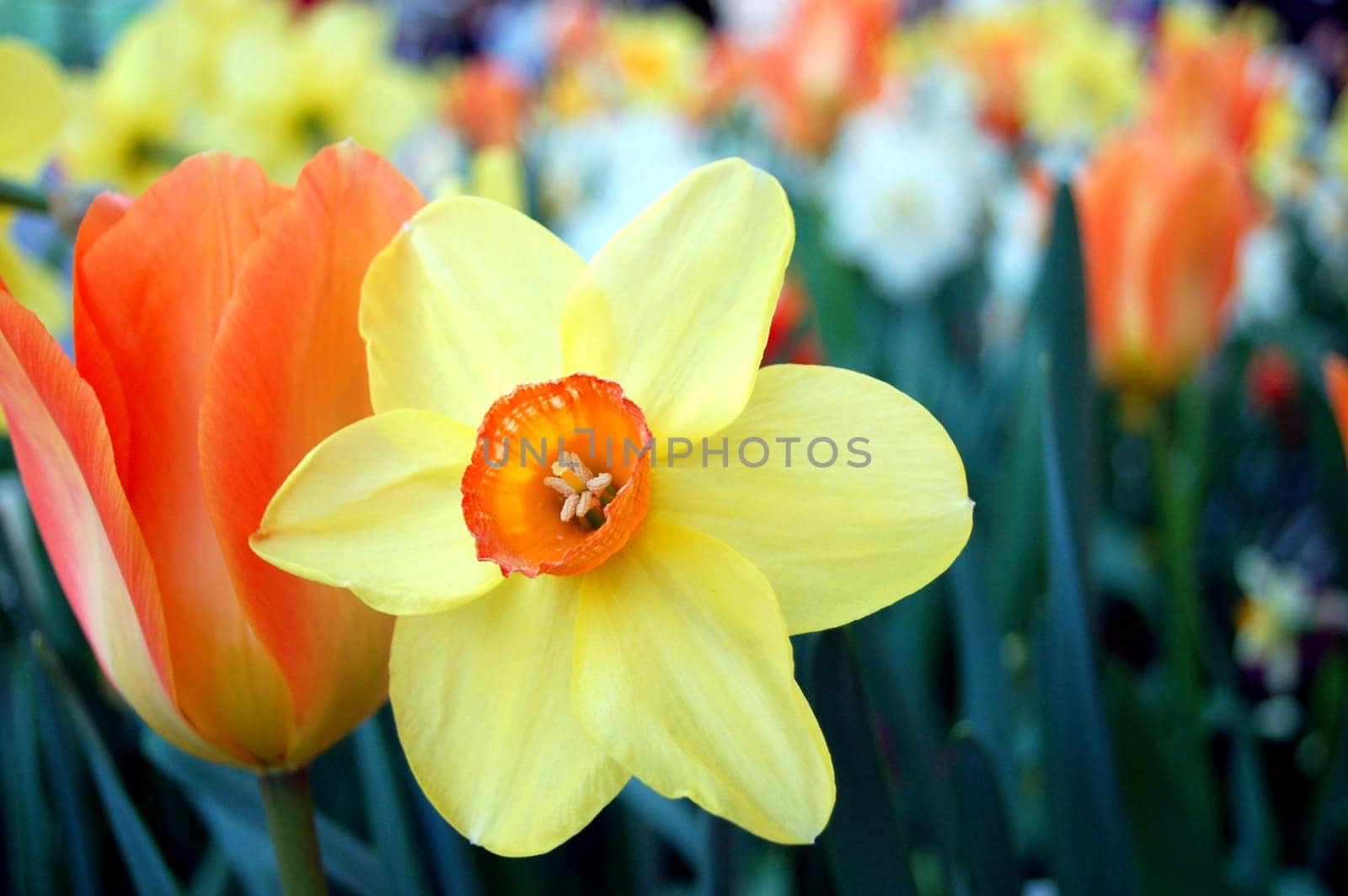 Tulips from Amsterdam 1