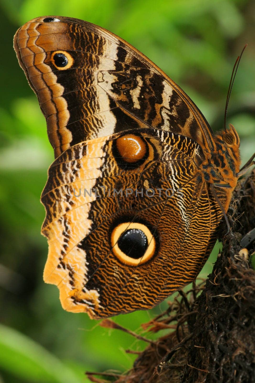 Banana Butterfly 2