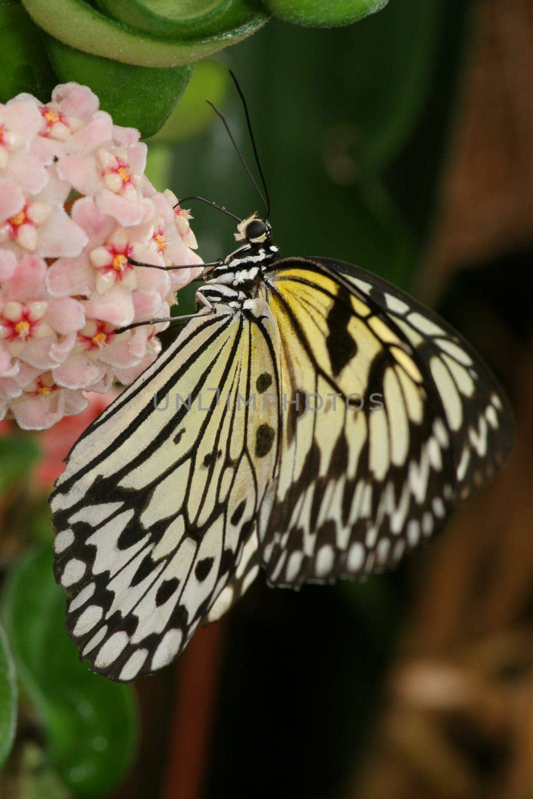 White tree nymph