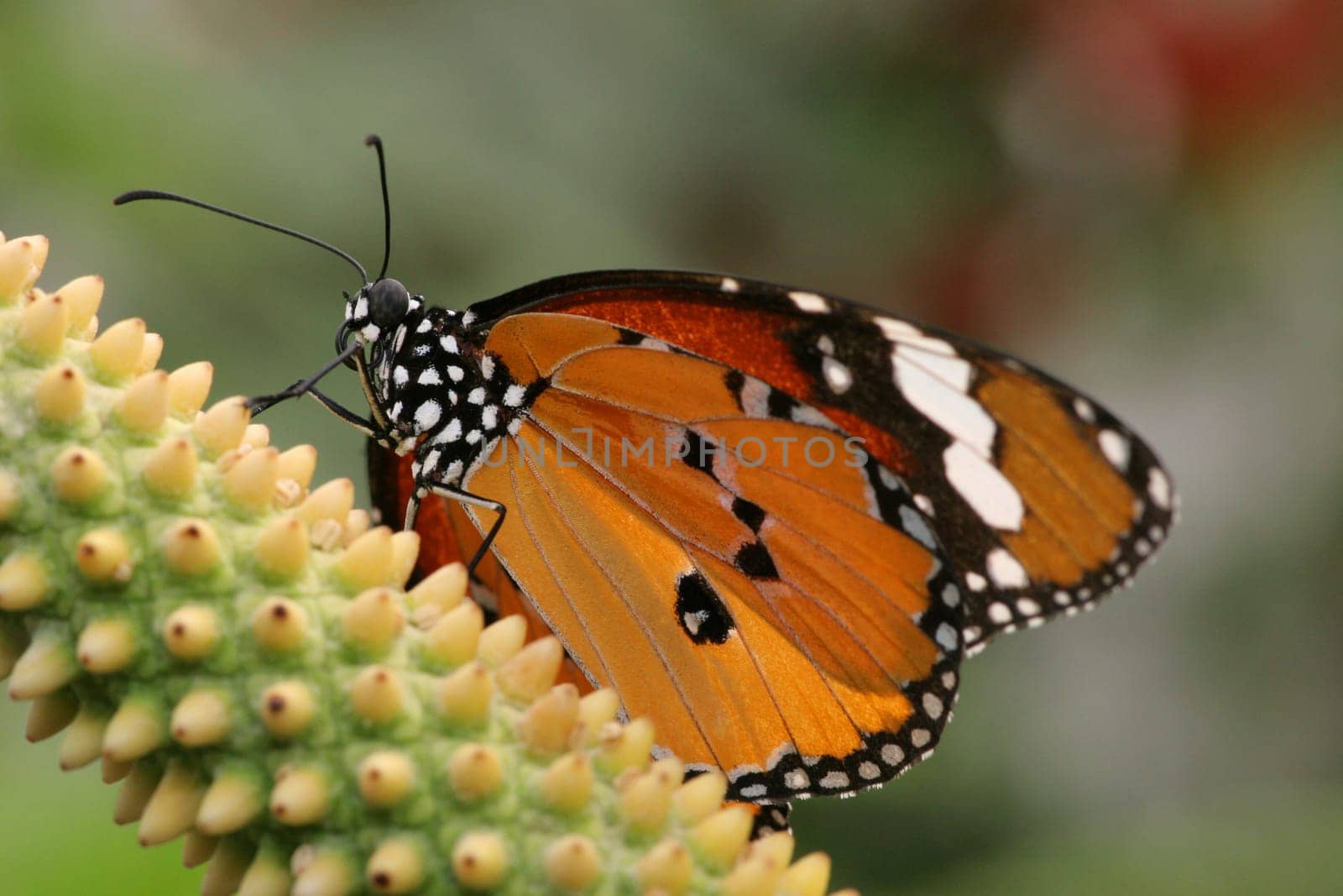 Leopard reticulated wings