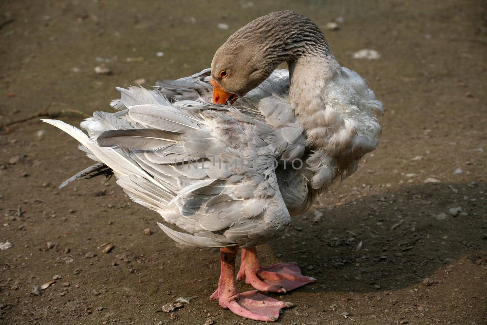 Free-range poultry