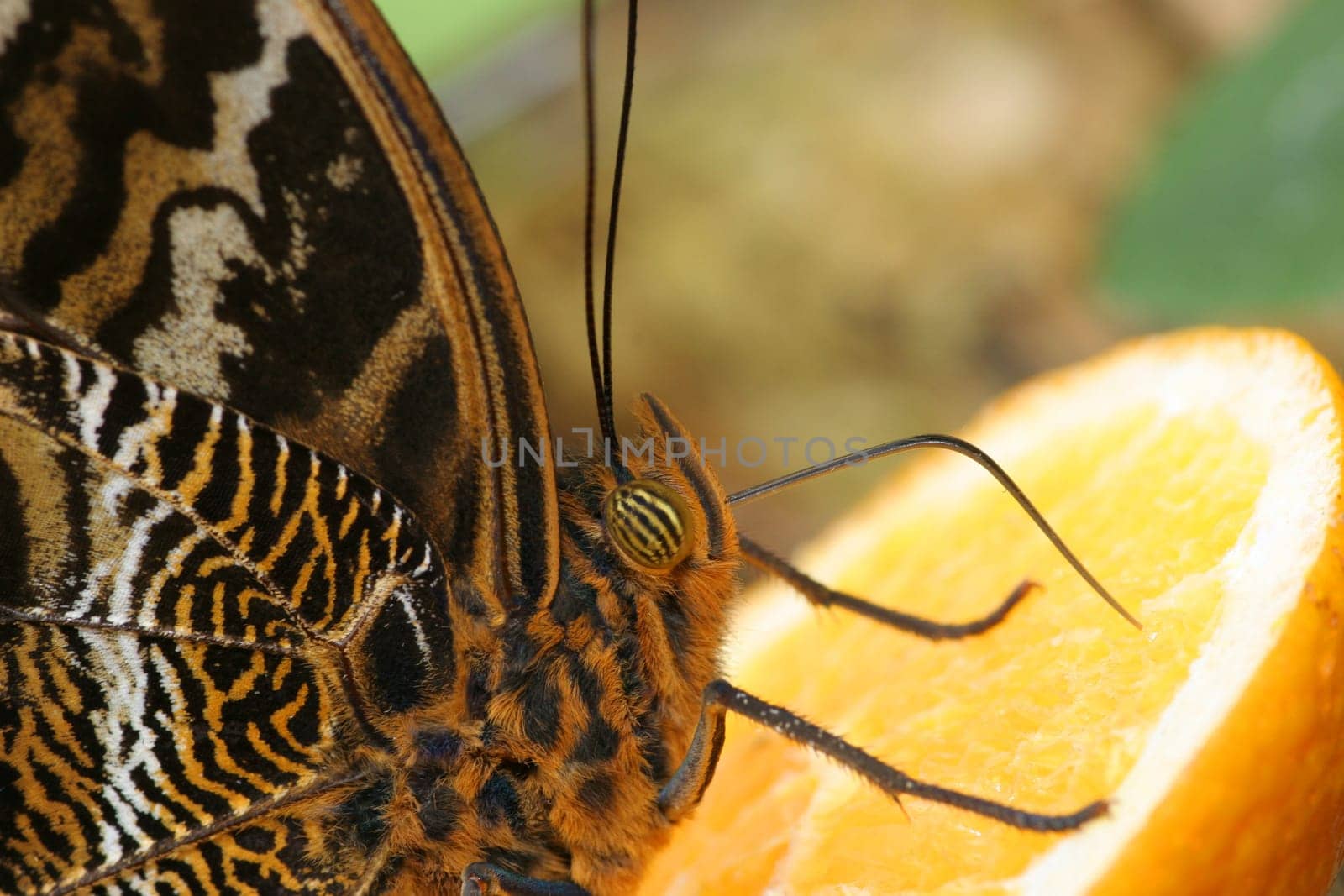Banana butterfly drinks orange nectar