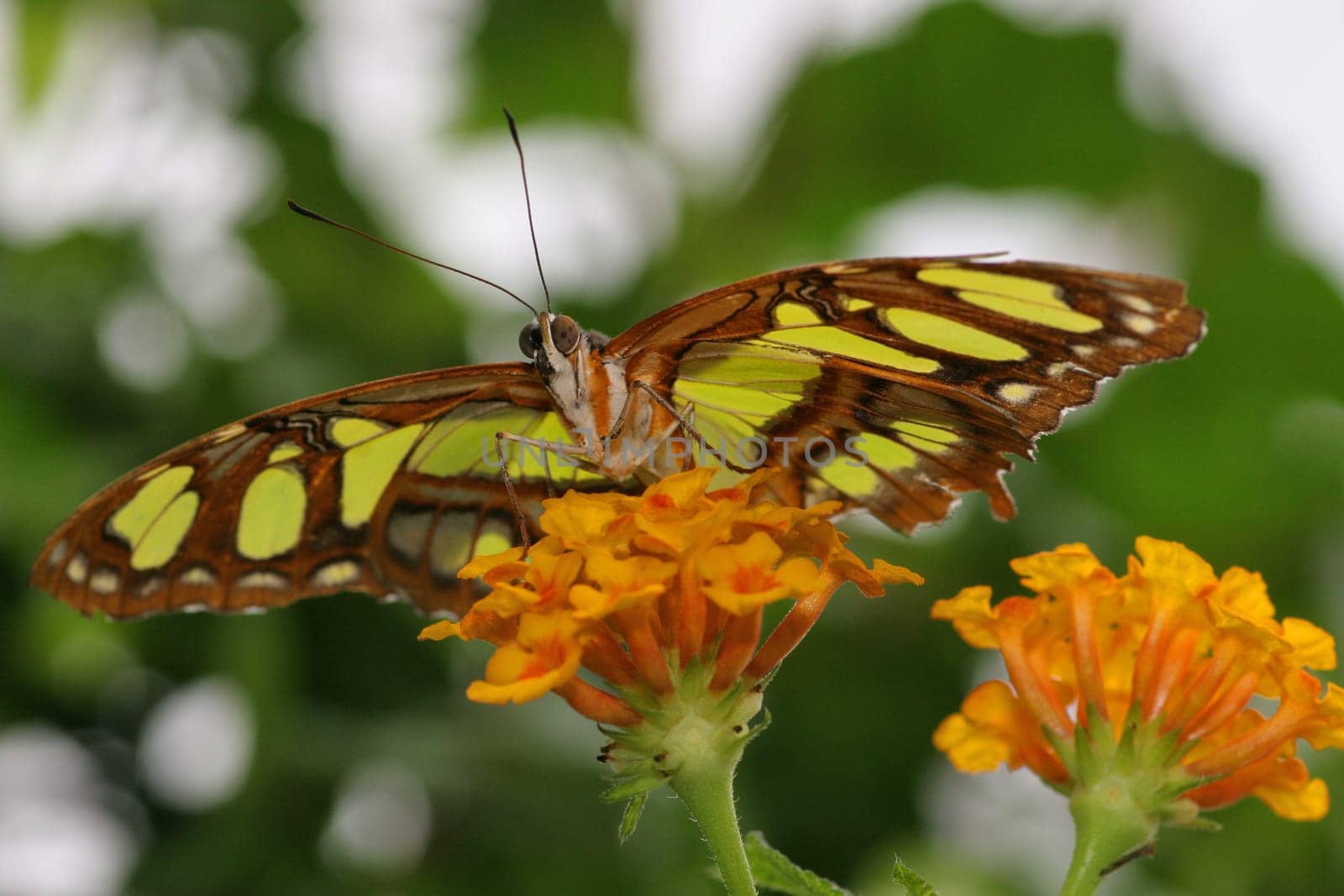 Malachite butterfly