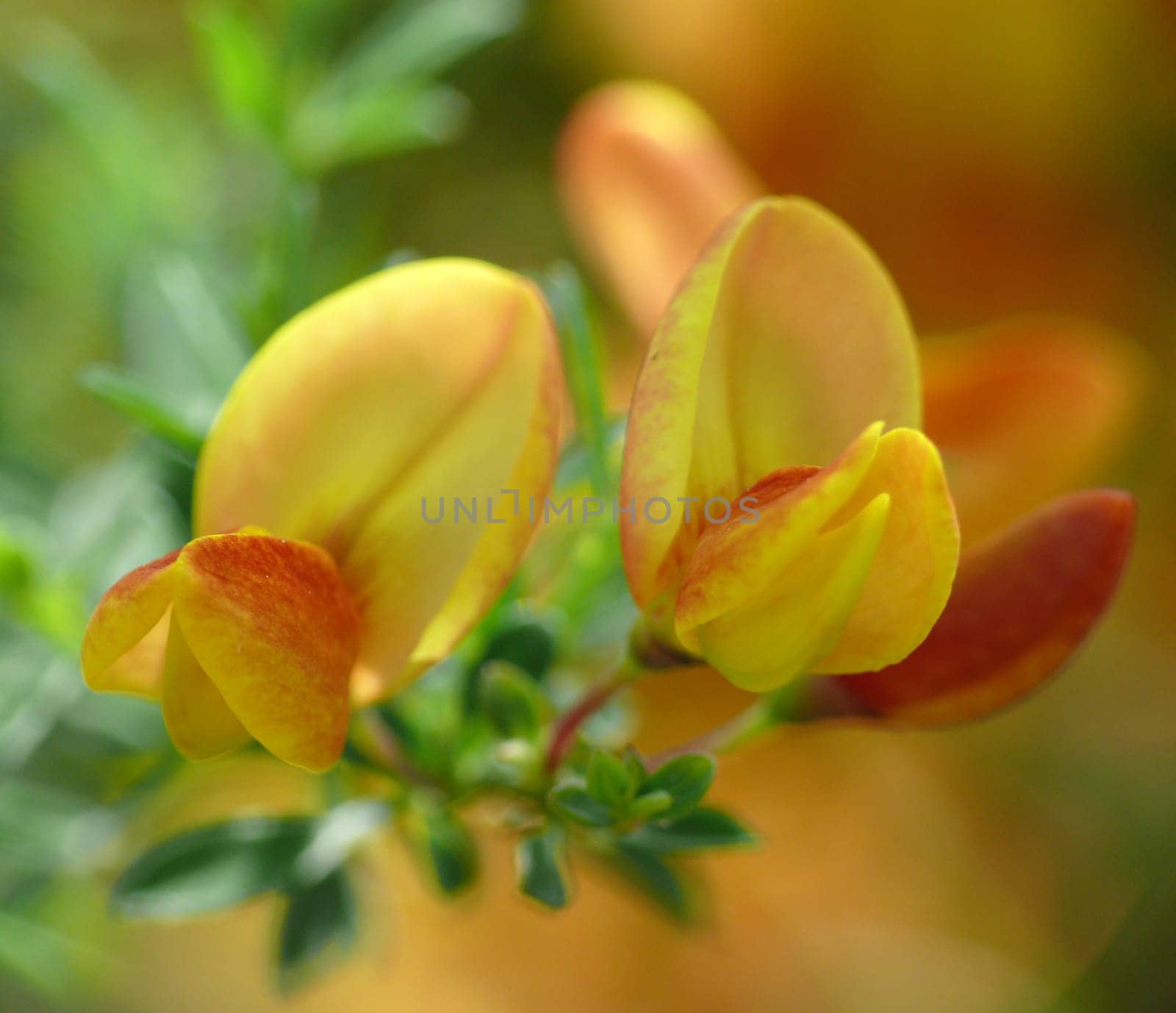Broom in my garden (April 2007)