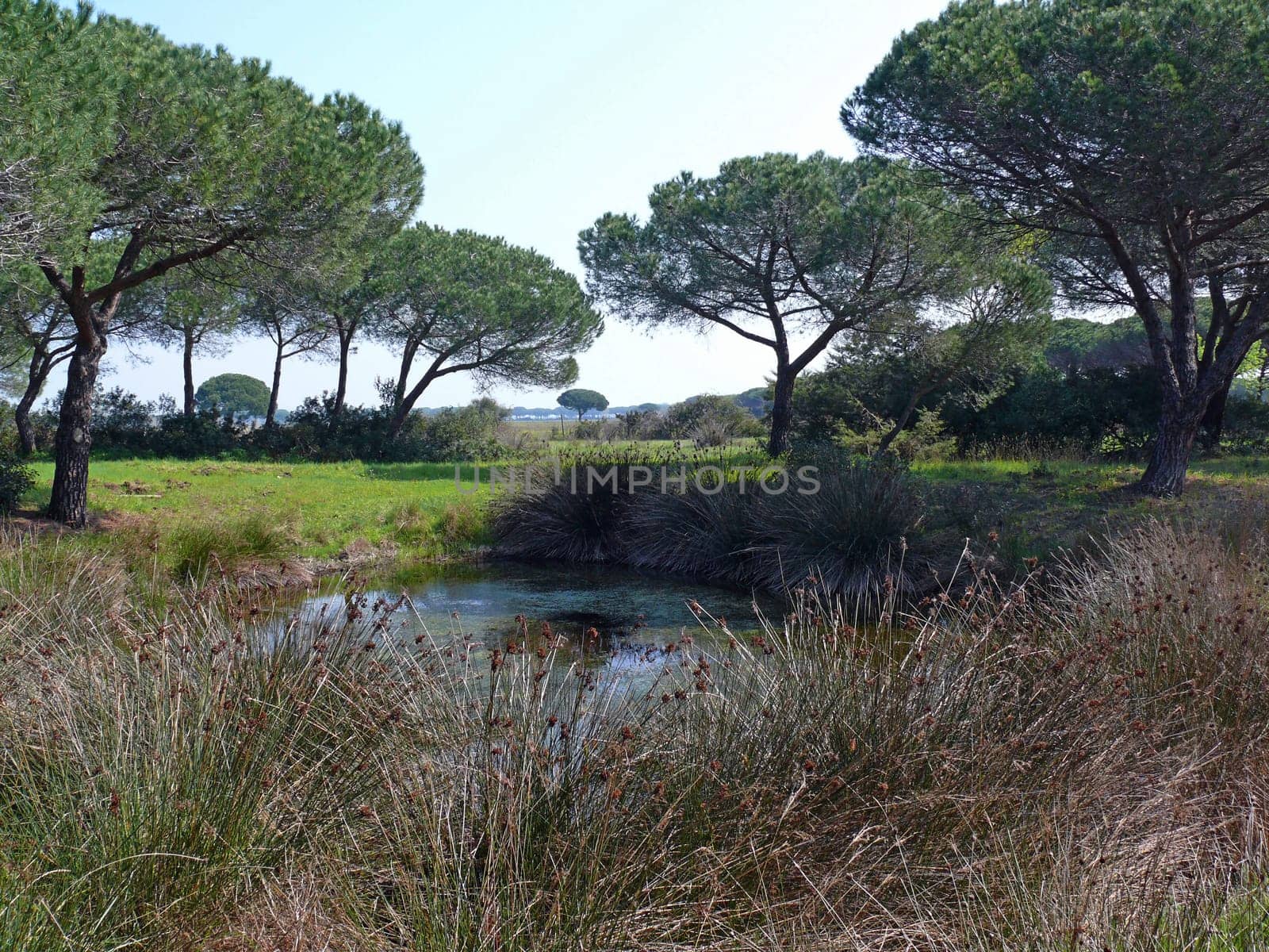 Il Parco Naturale della Maremma,located in the province of Grosseto nella parte meridionale della Toscana,comprende una fascia costiera di circa 9800 ha,che sistende dall'abitato di Principina a Mare,a north,al promontorio di Talamone,a south.