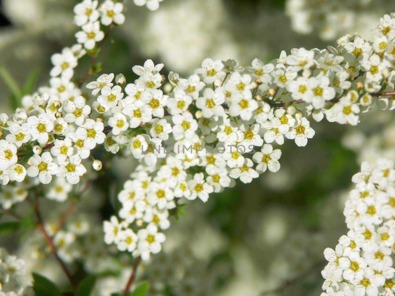 Inflorescence of a magnificent spear