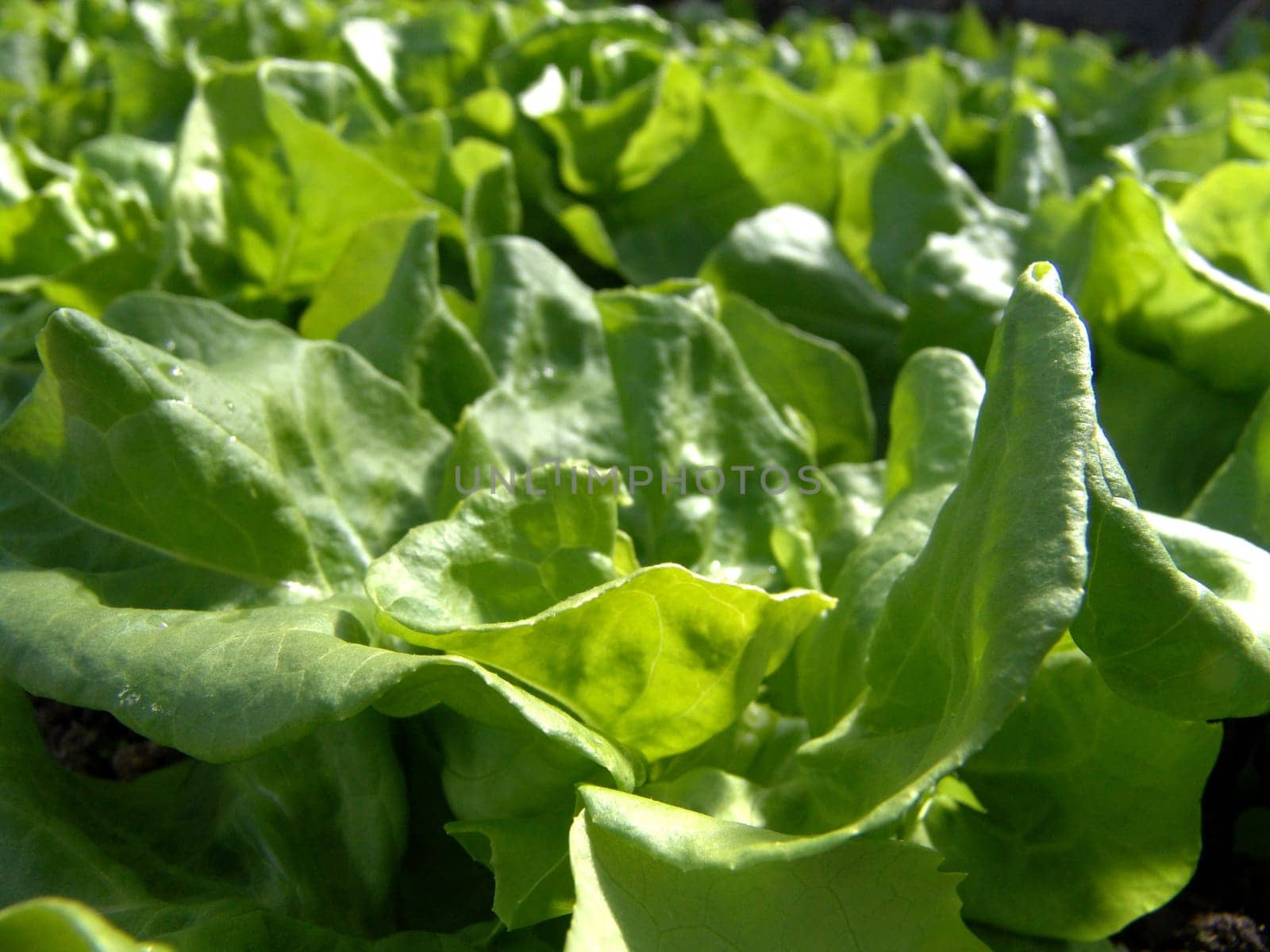 Young lettuce