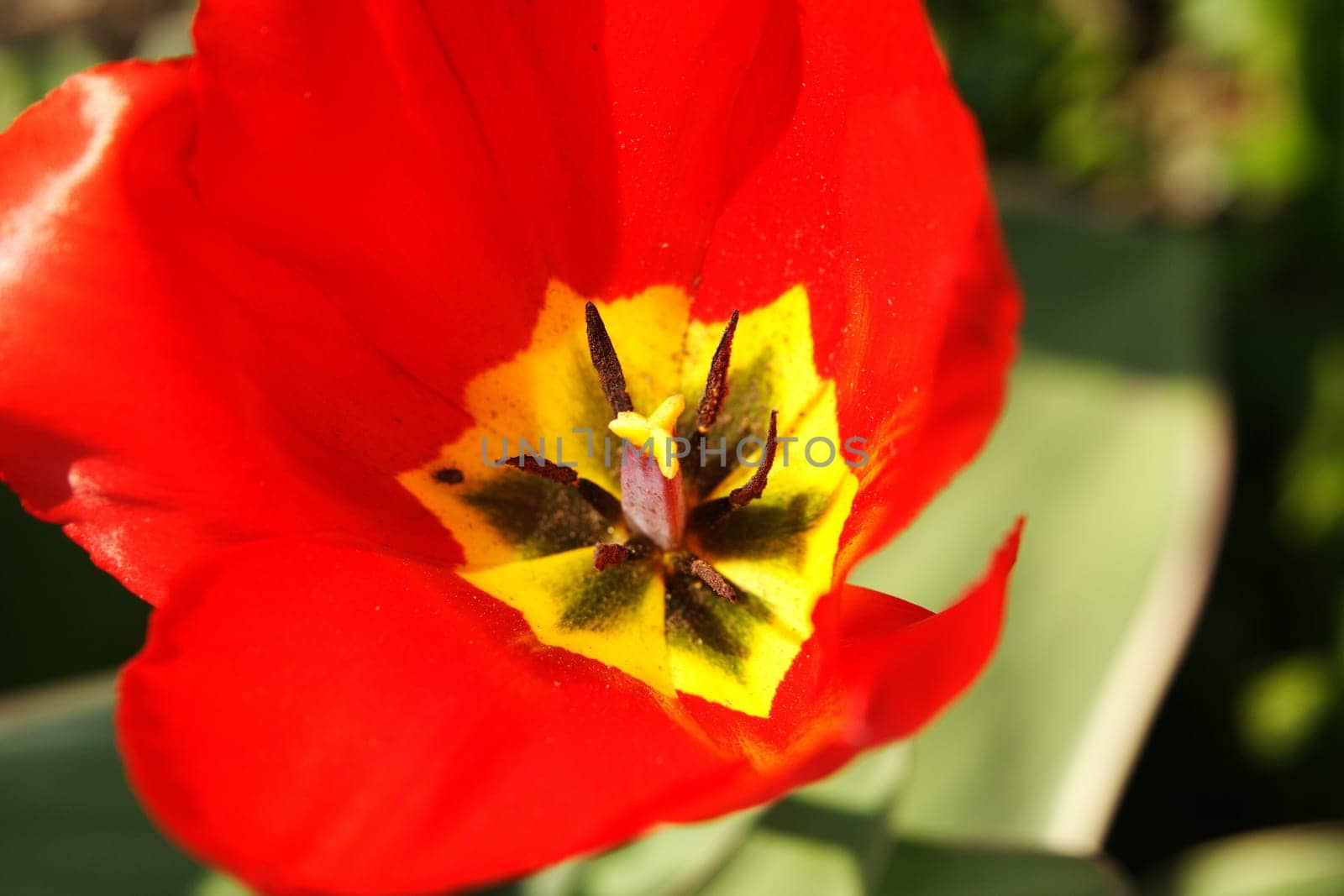Tulip 1