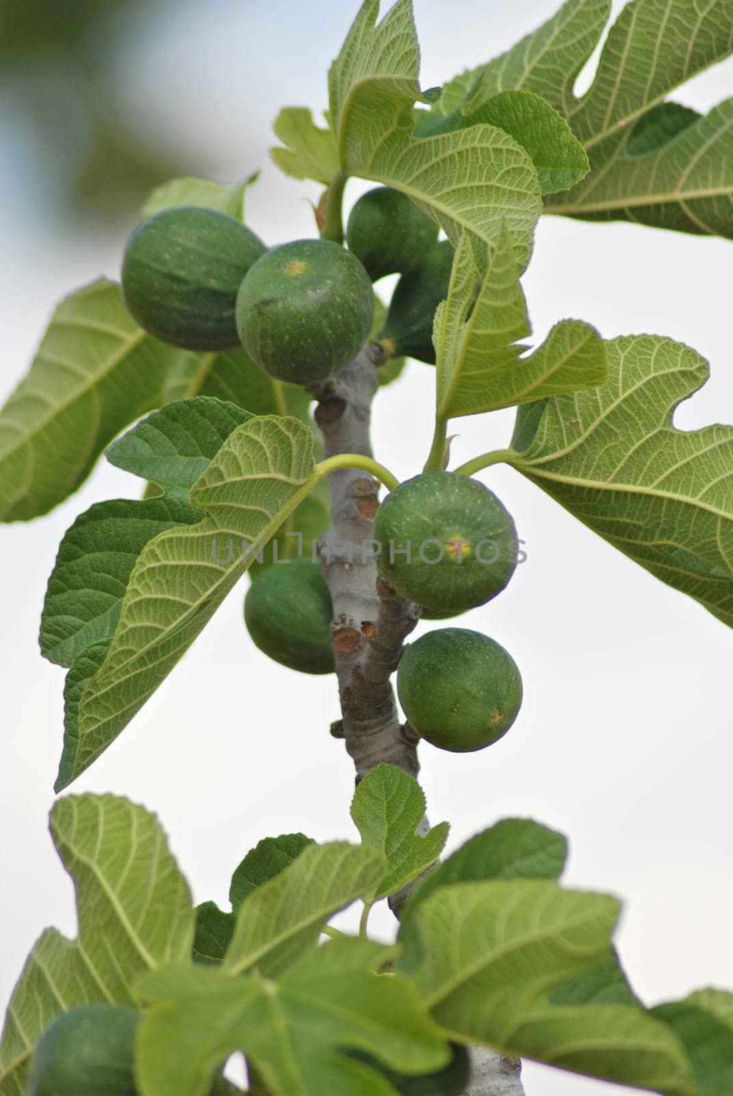 Fig