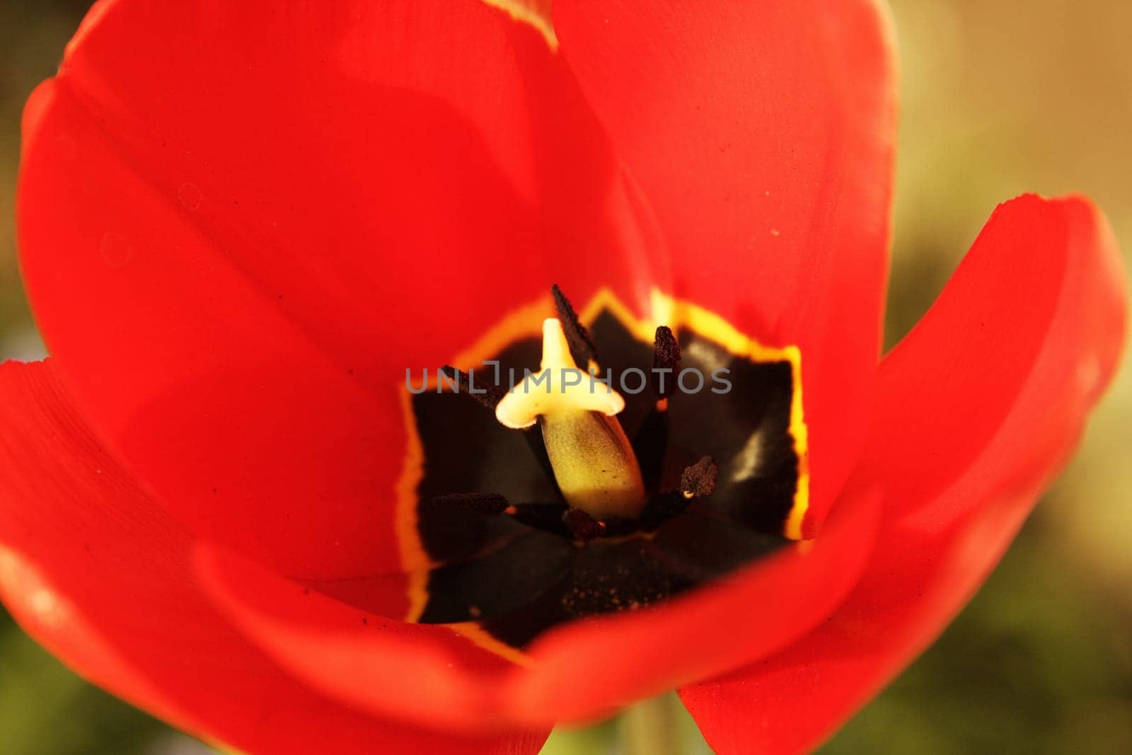 Tulip3