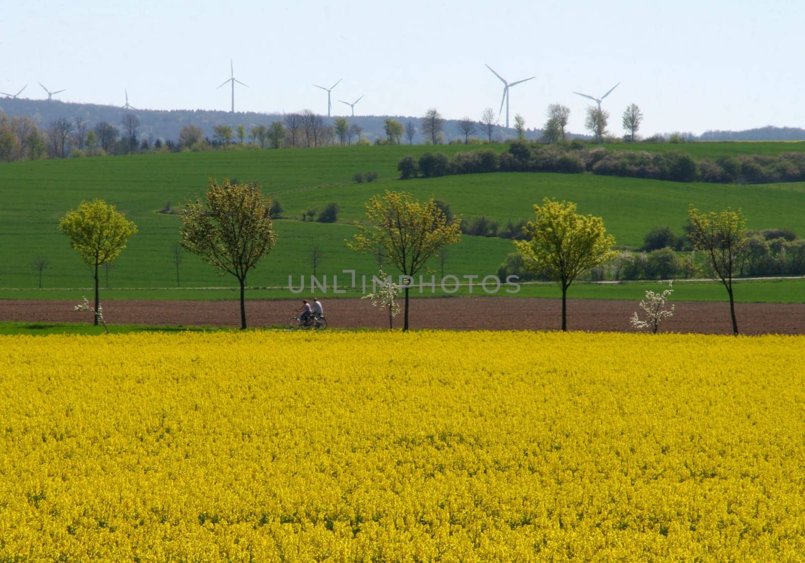 Rapeseed landscape...