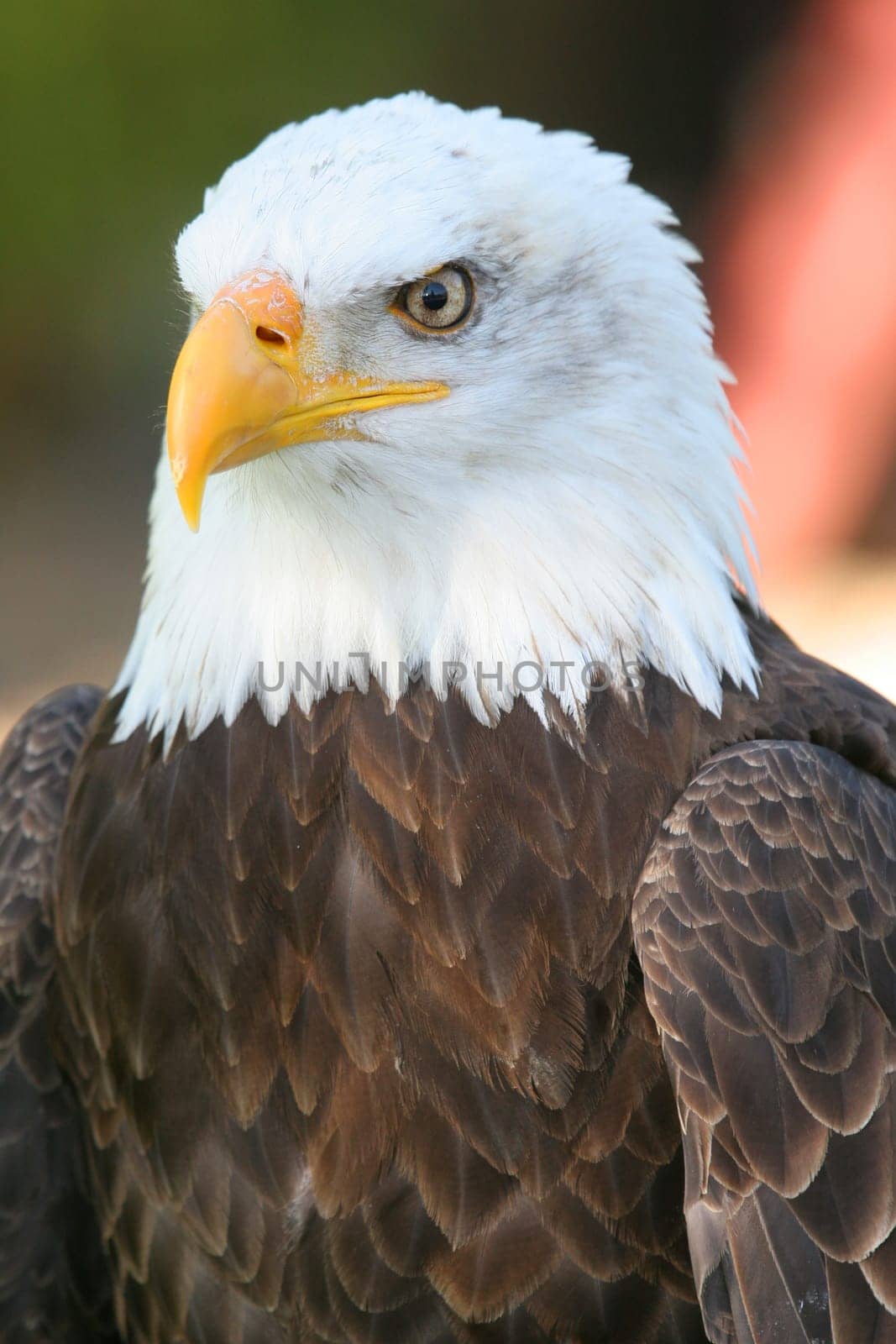 Bald eagles are the largest birds of prey in North America. Their body length is 70-90 cm,wingspan is 1.80-2.30 m,and weight is 2.5-6.3 kg. Proportions and plumage coloration are very similar to the white-tailed eagle,the coloration of the bald eagle is jed