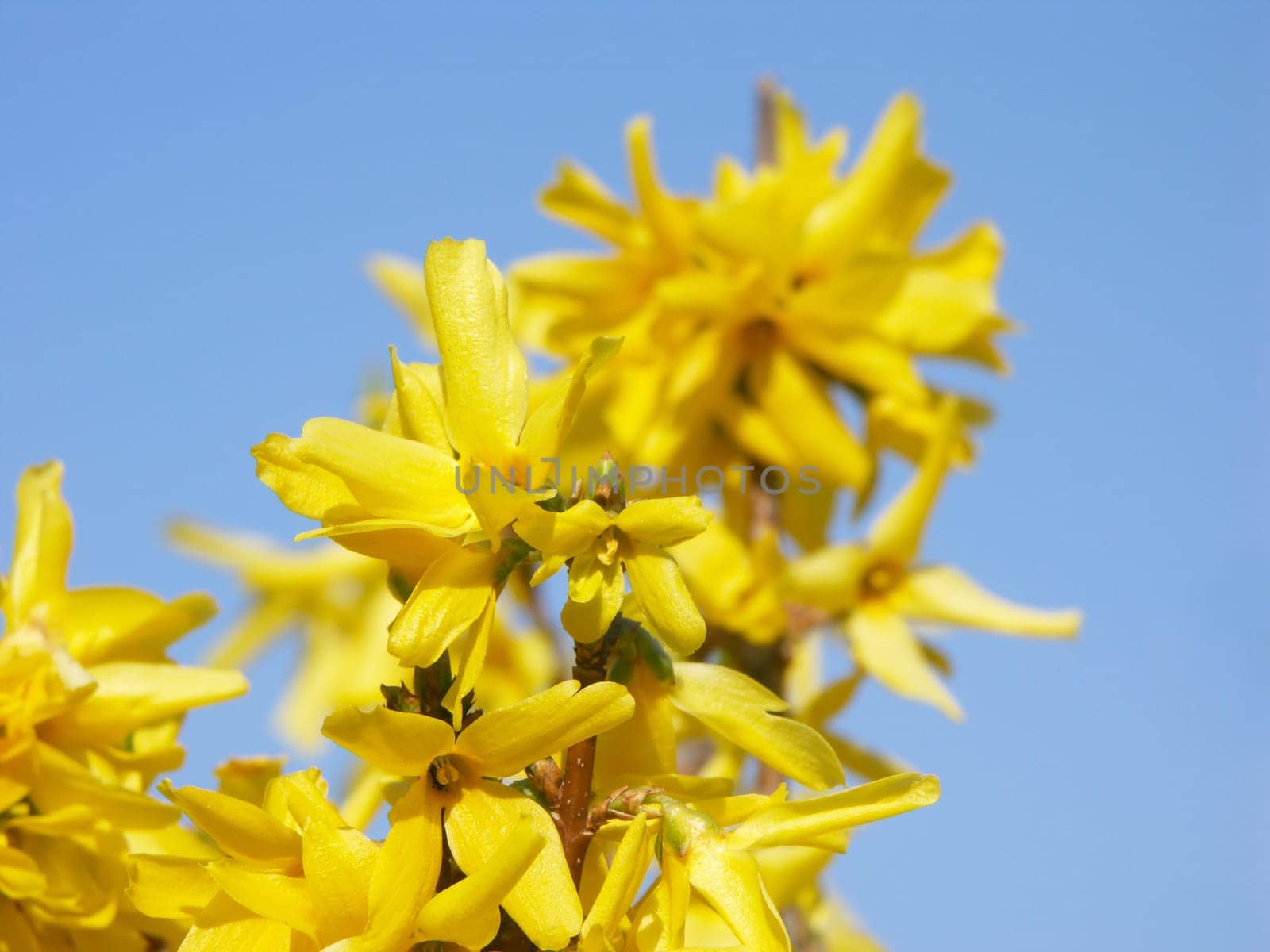Flowering forsythia