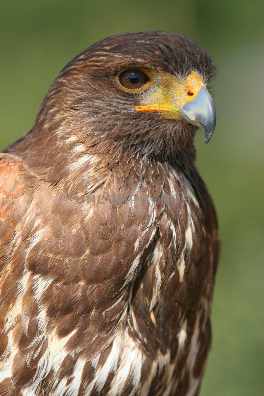 They have a body length between about 30 and 110 cm,the span of their wings varies between 85 and 155 cm. In some species,so-called "hoods"" or ""pants"" are found,which are formed by special growth of plumage."