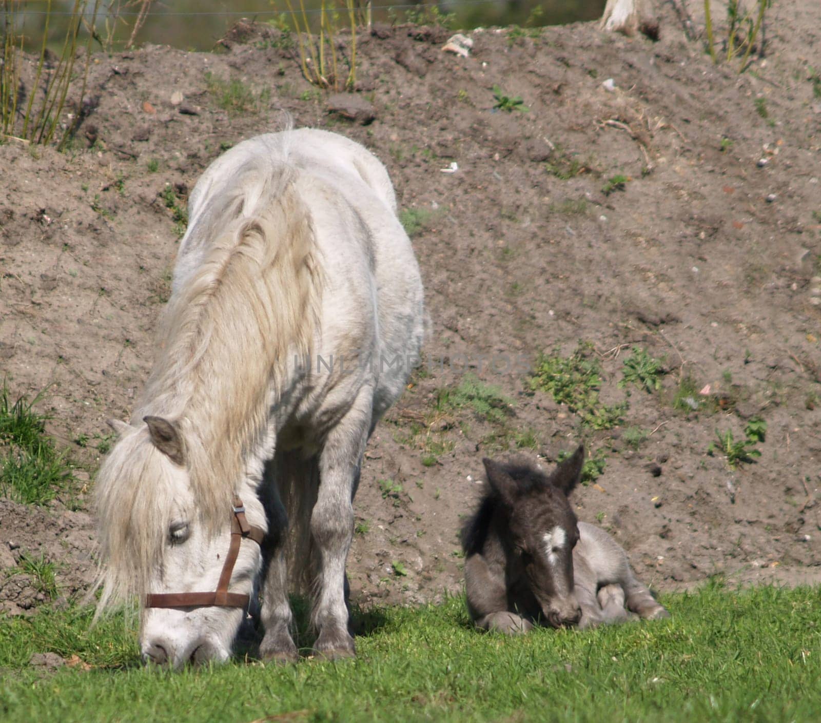 2 day old foal