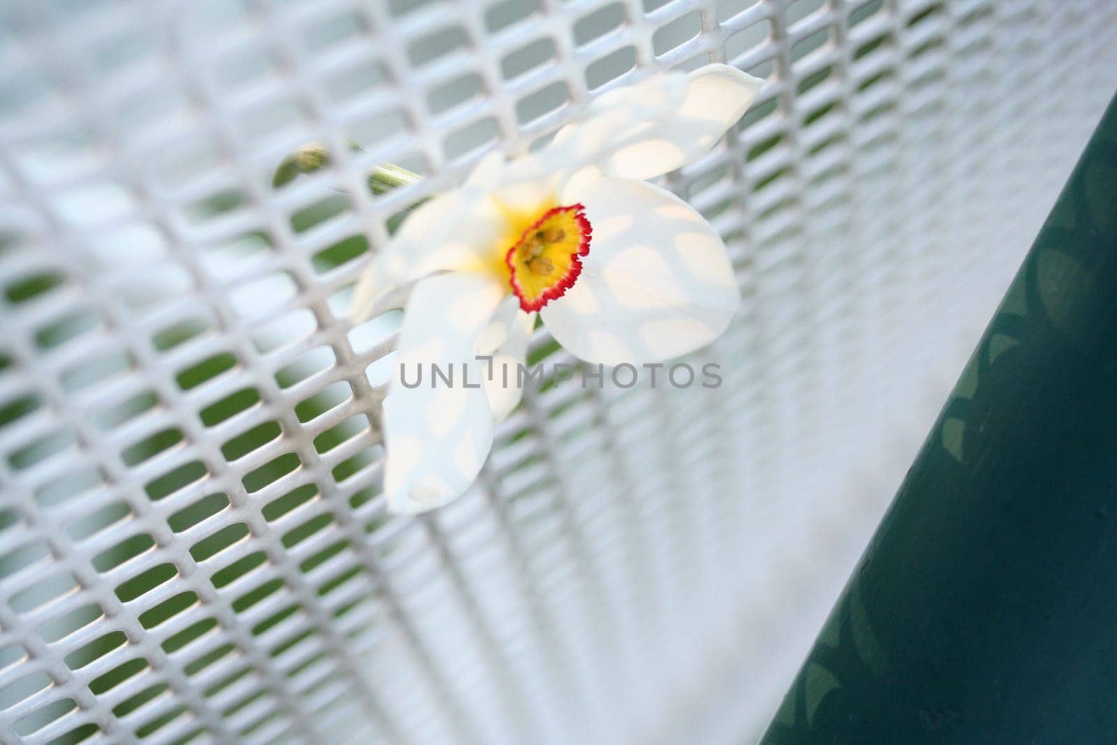 daffodil trapped in the light