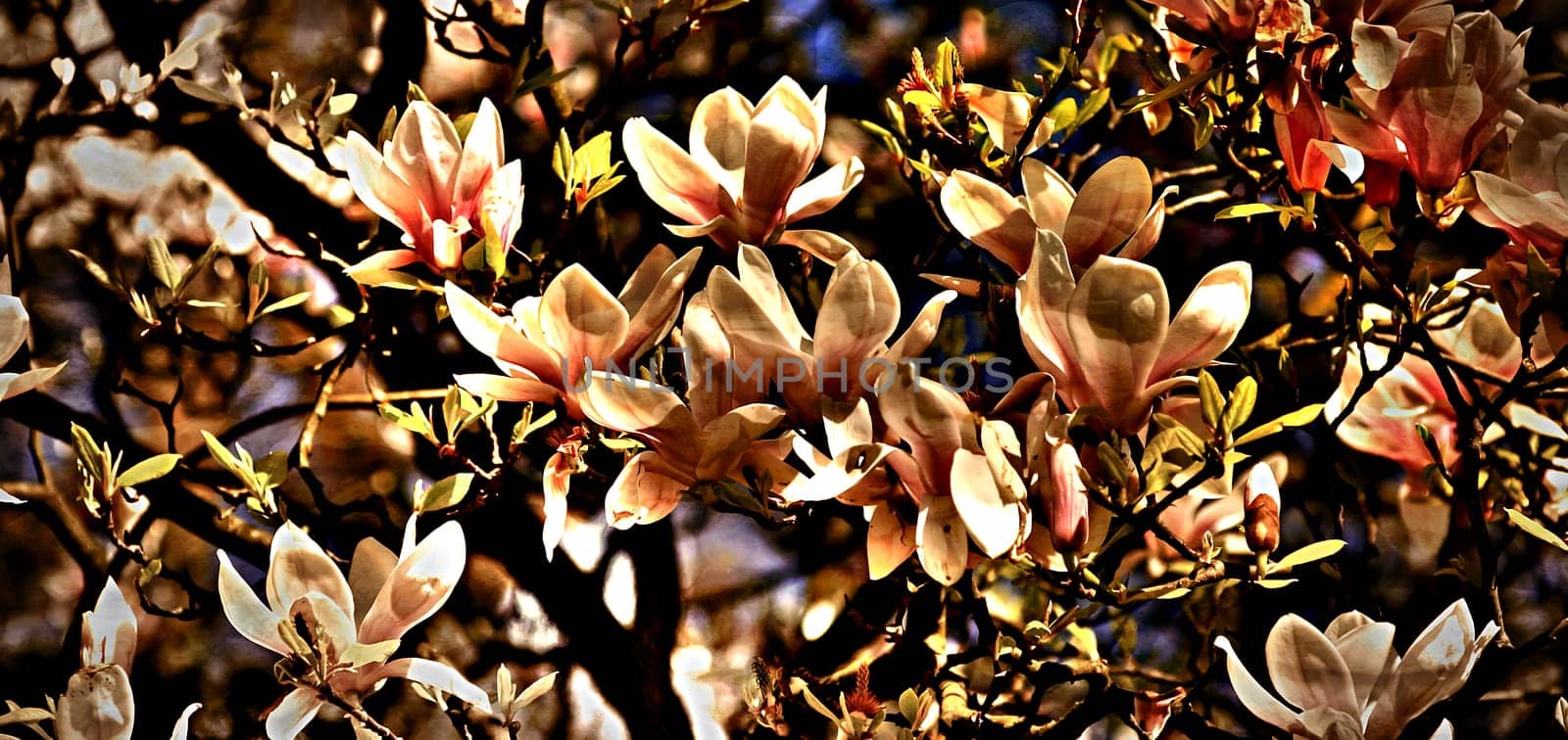 Magnolia tree
