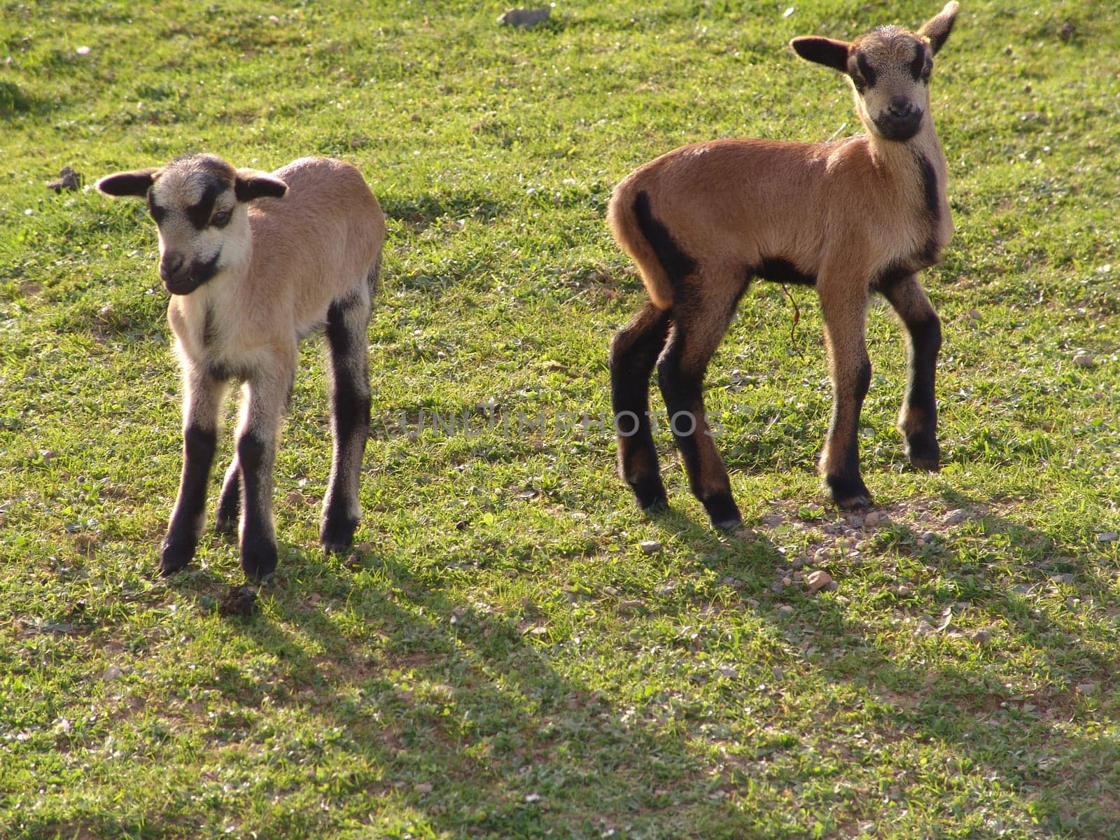 Cameroon sheep lambs