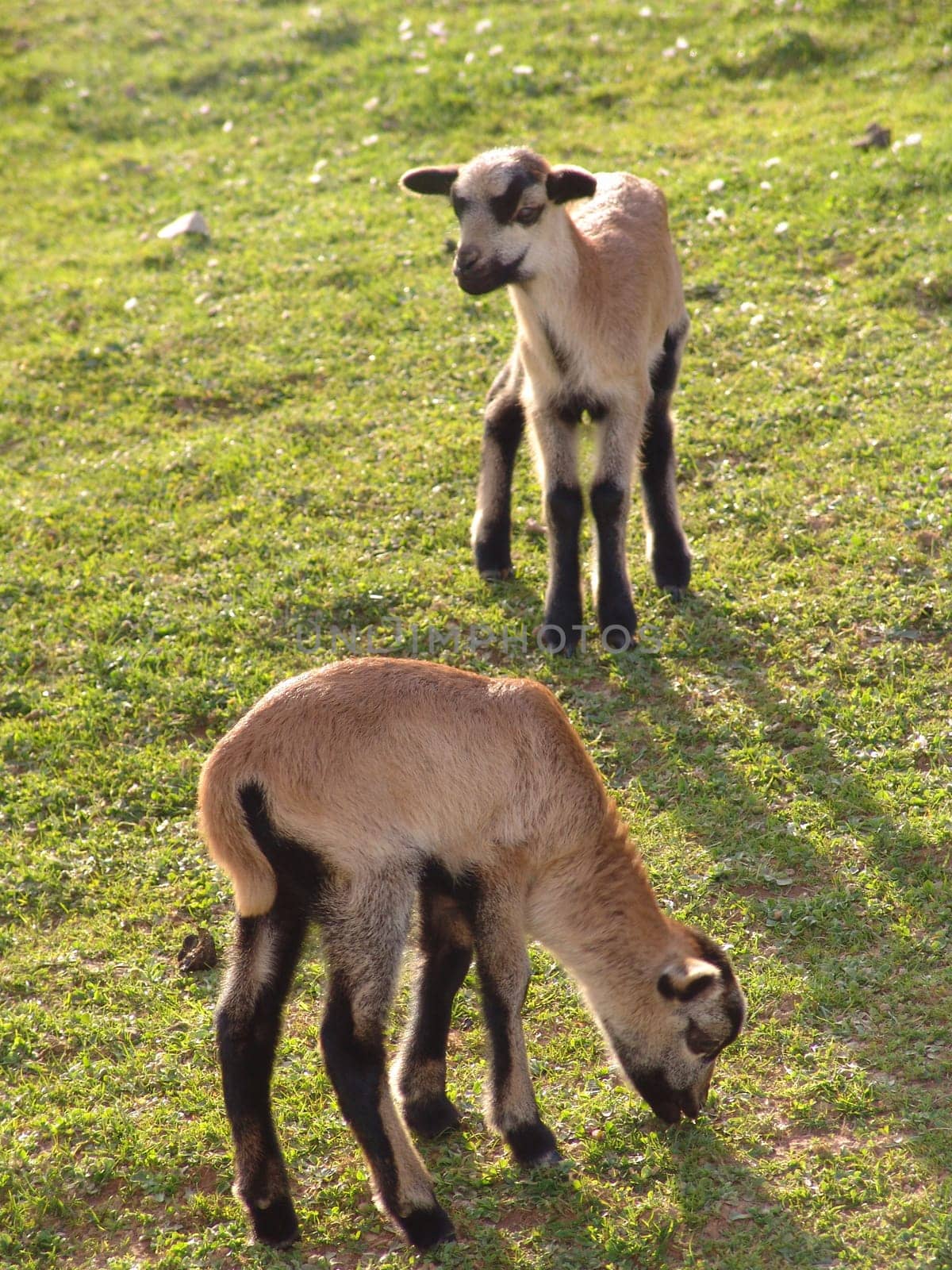 Cameroon sheep lambs