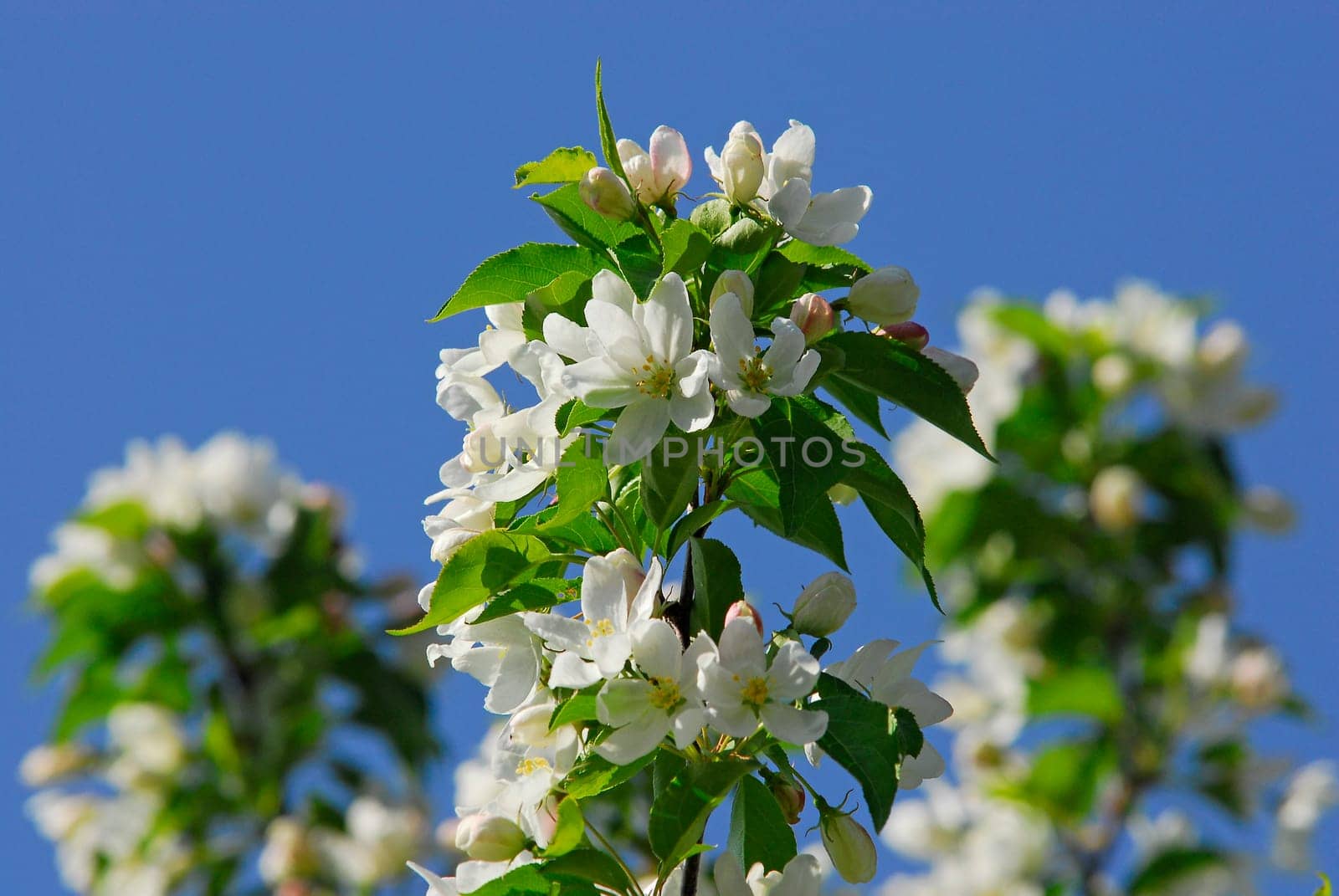 ... here the blossom of an American ornamental apple tree...