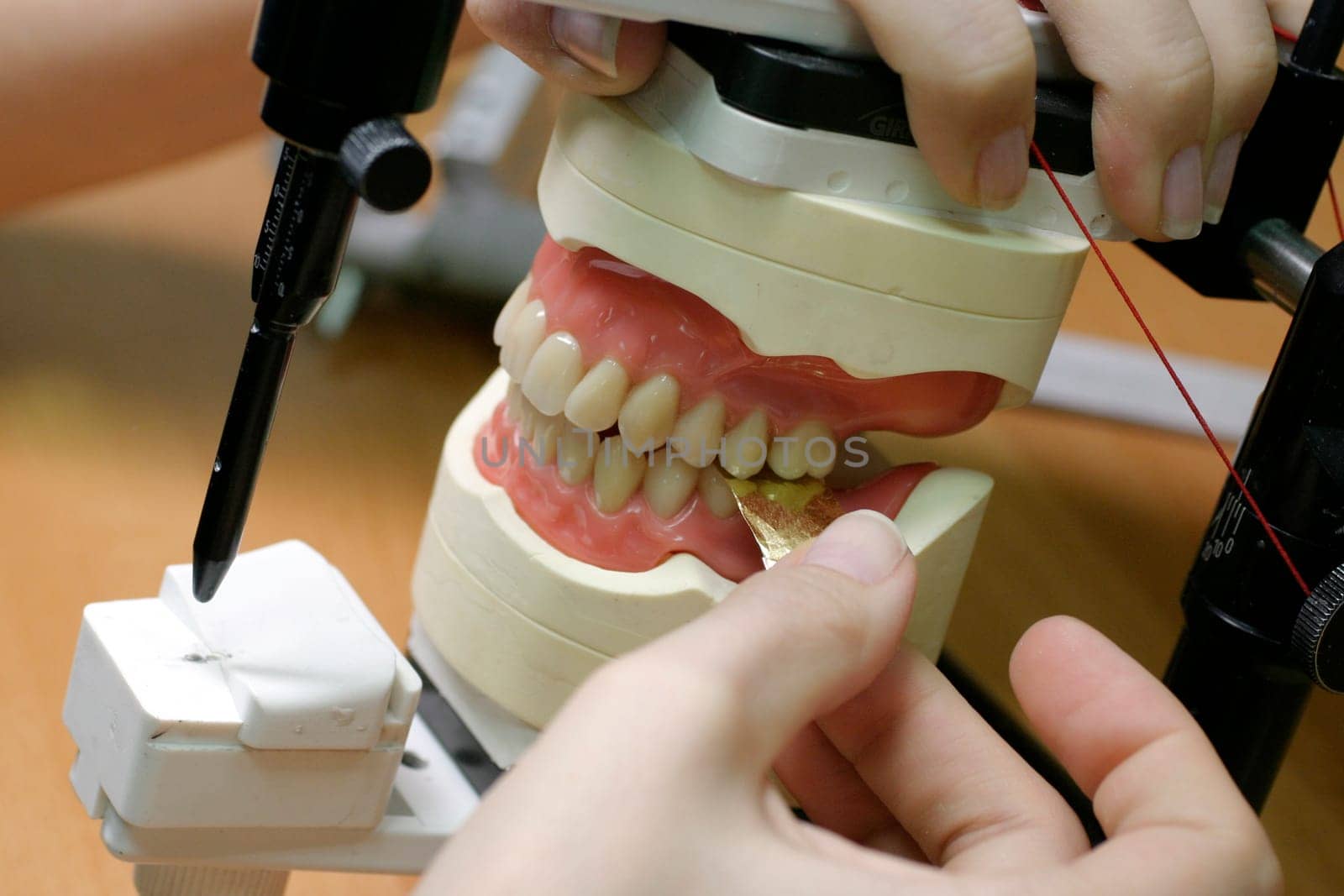 Tooth models upper and lower jaw