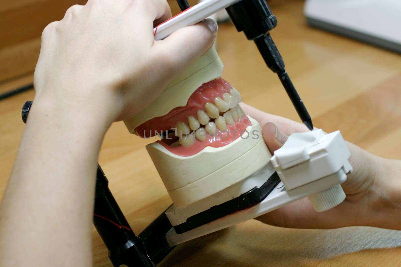 Tooth models upper and lower jaw