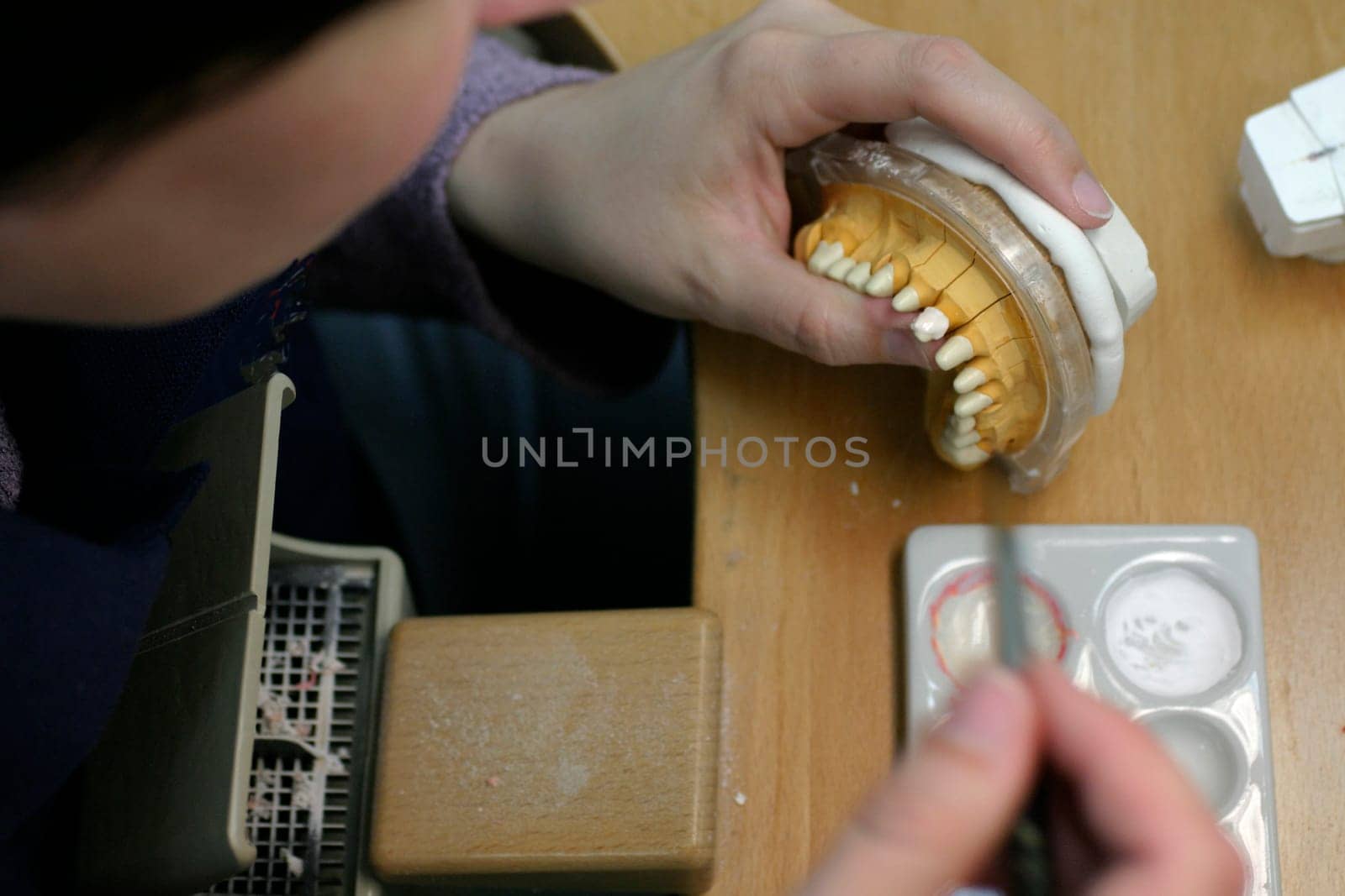 Tooth model of a jaw