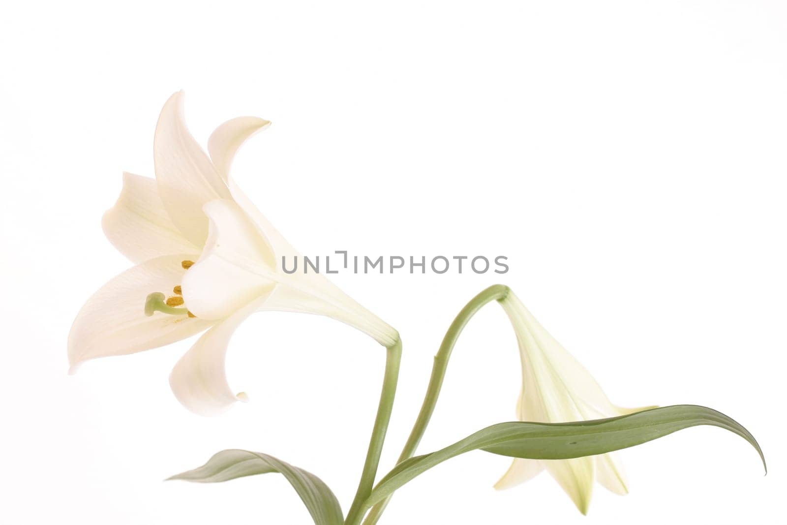 White lily